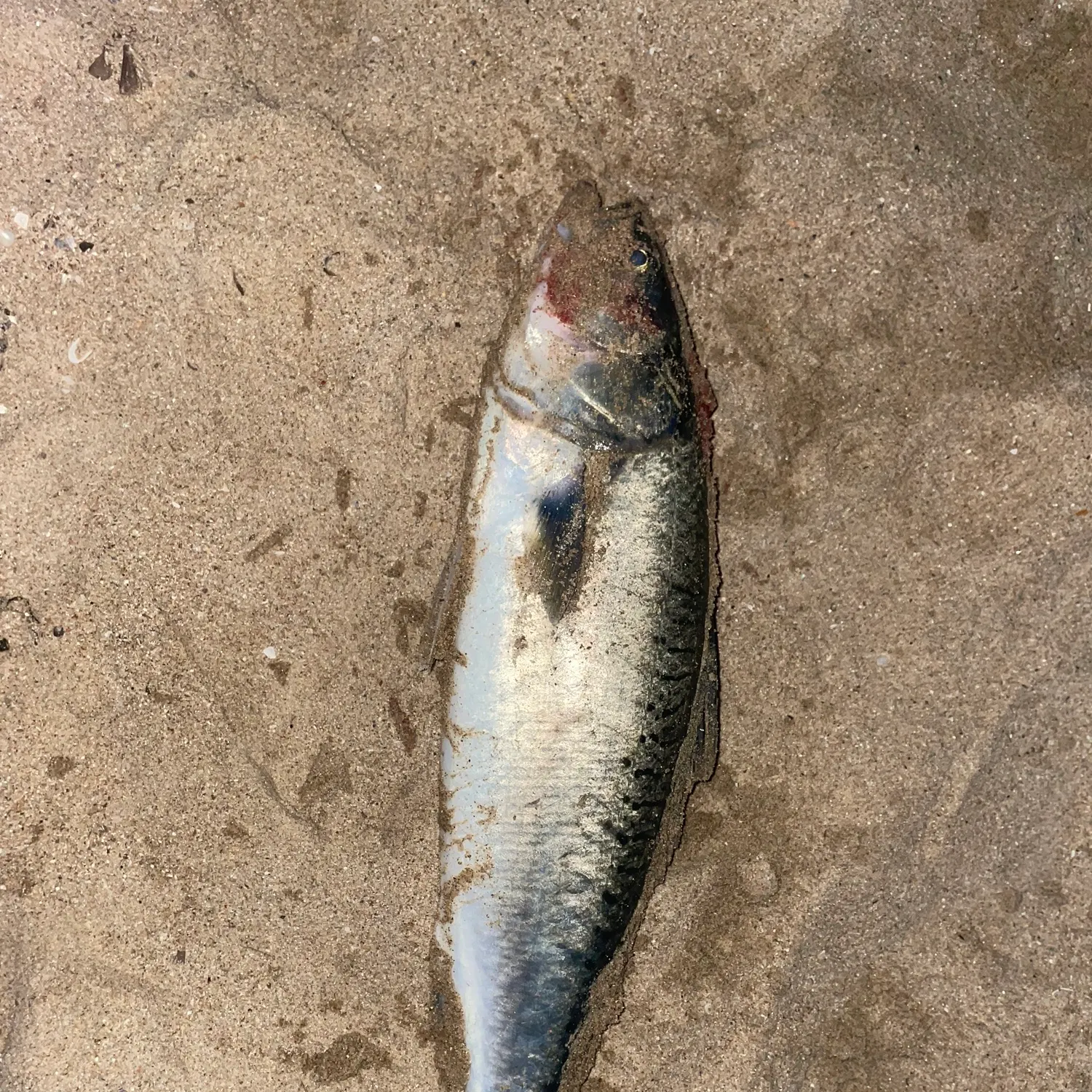 Eastern Australian salmon caught on Fishbrain