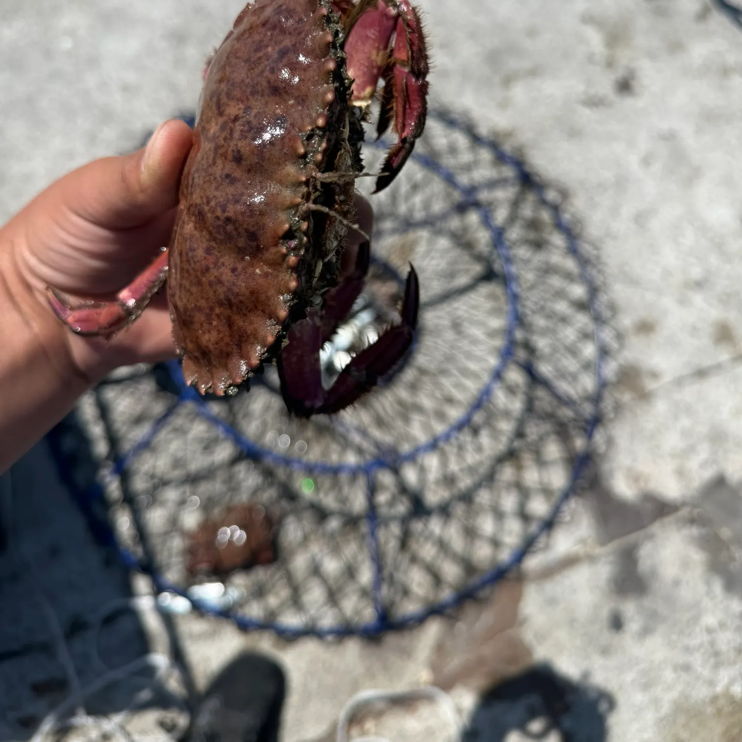 The most recent Pacific rock crab catches on Fishbrain