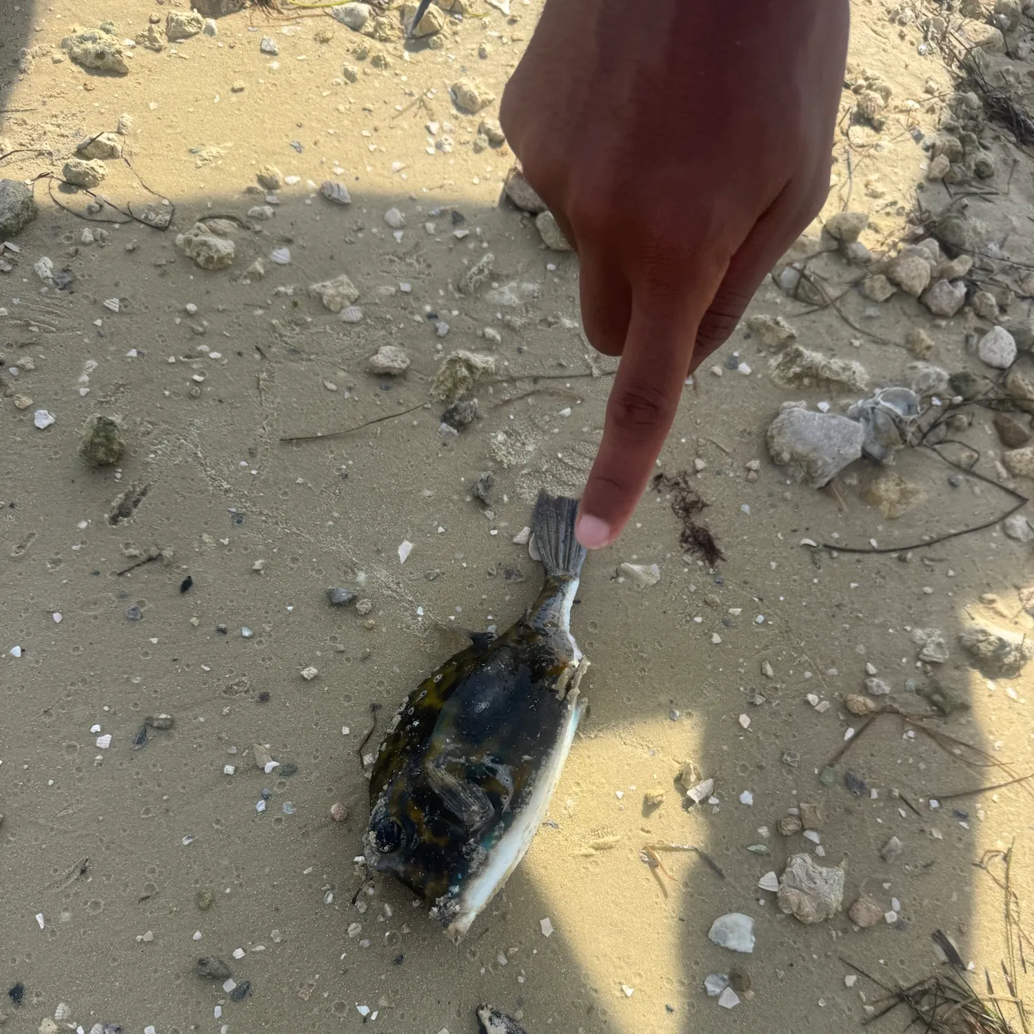 The most recent Scrawled cowfish catches on Fishbrain