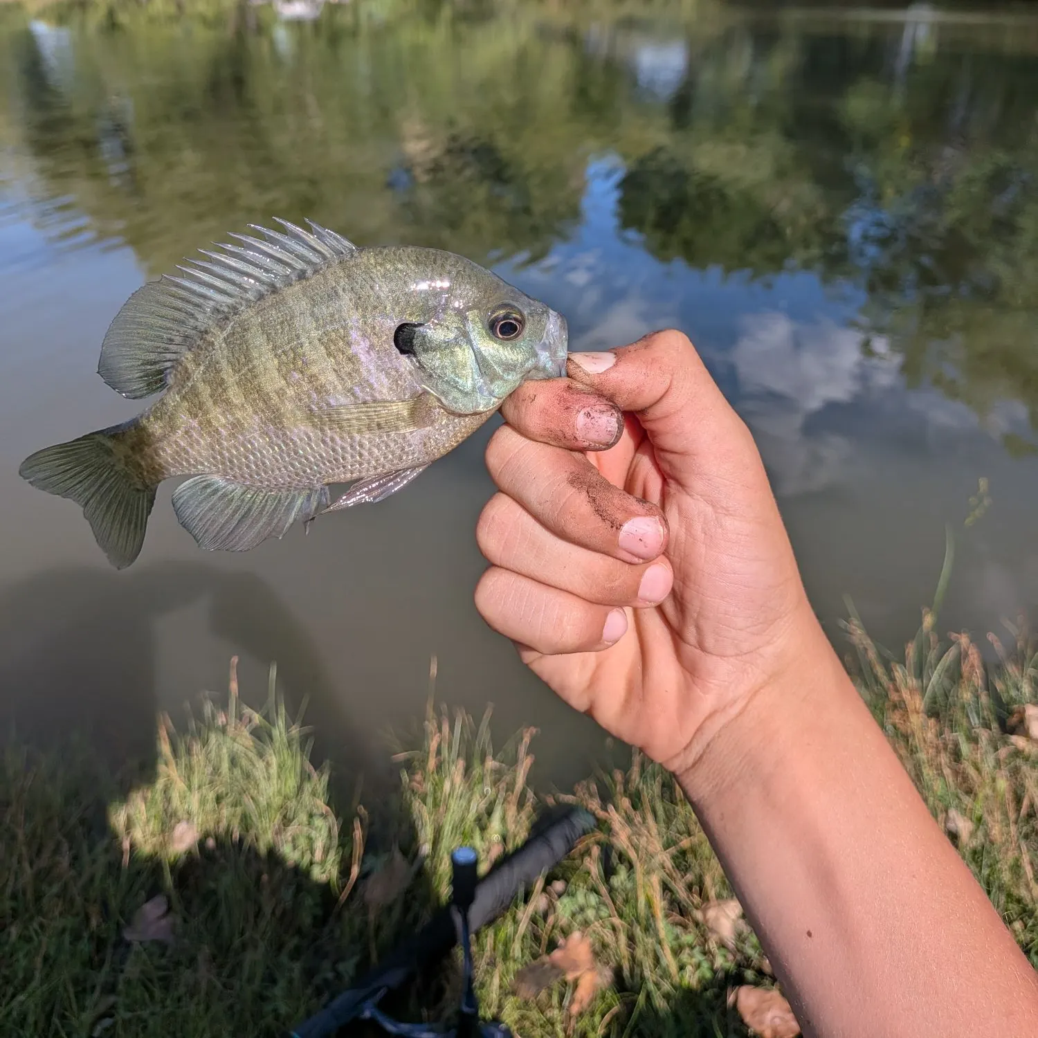 Bluegill caught on Fishbrain