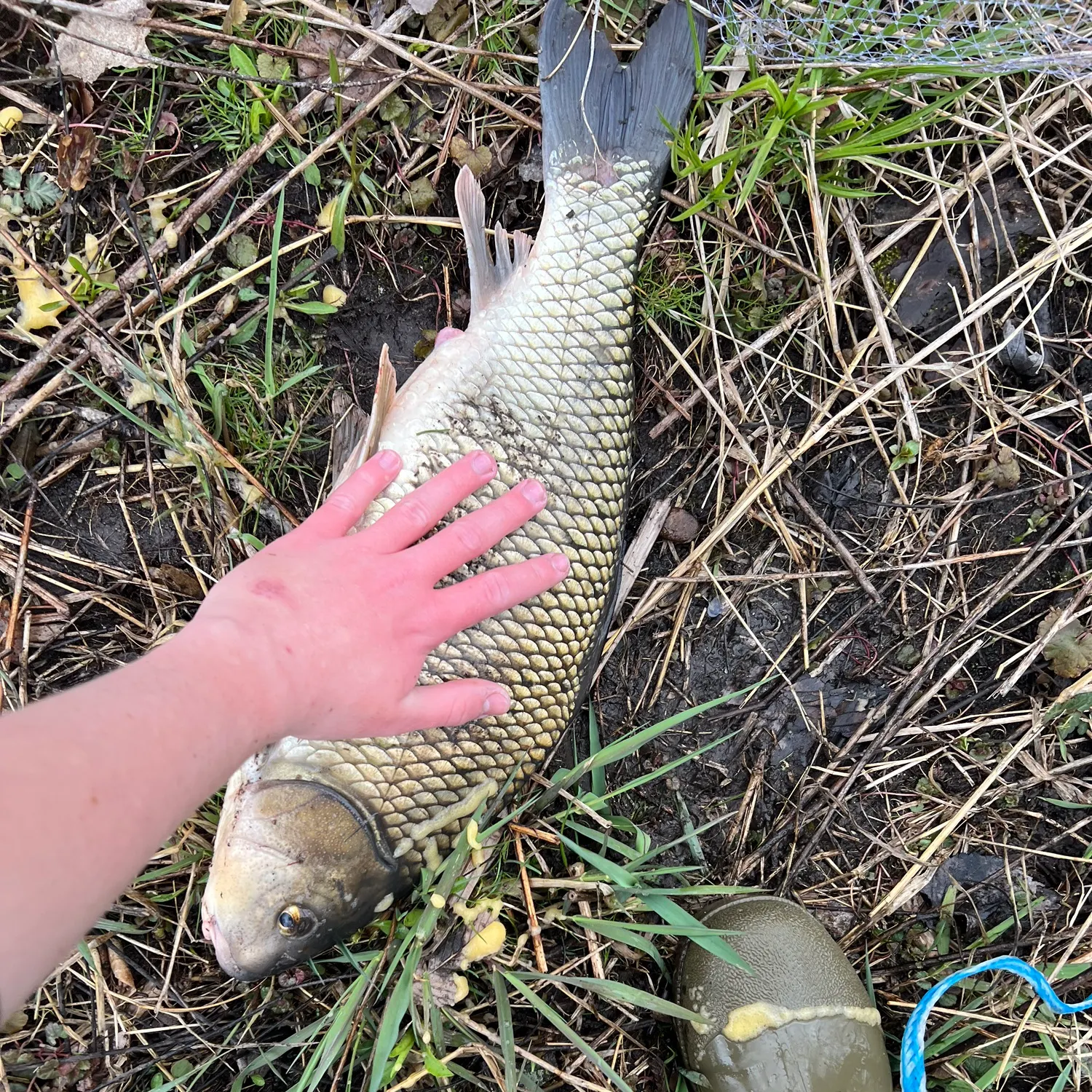 The most recent Quillback catches on Fishbrain