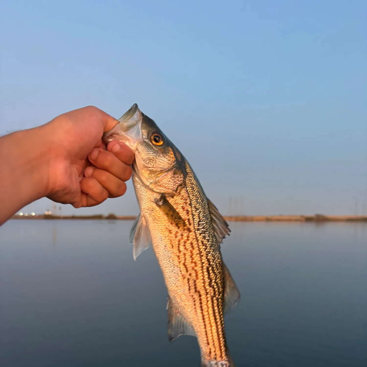 Striped bass caught on Fishbrain