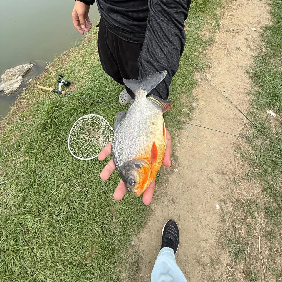 The most recent Red-bellied pacu catches on Fishbrain