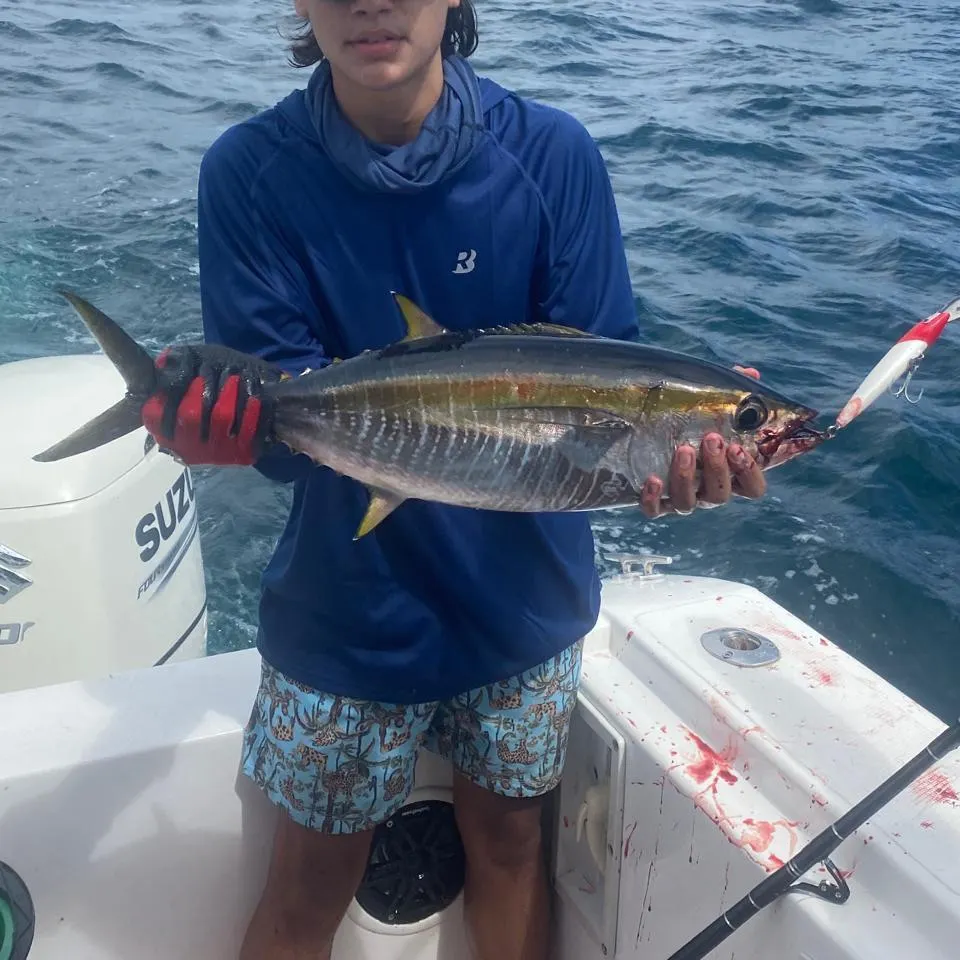 The most recent Yellowfin tuna catches on Fishbrain