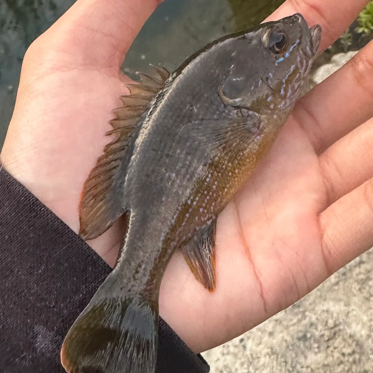 The most recent Green sunfish catches on Fishbrain