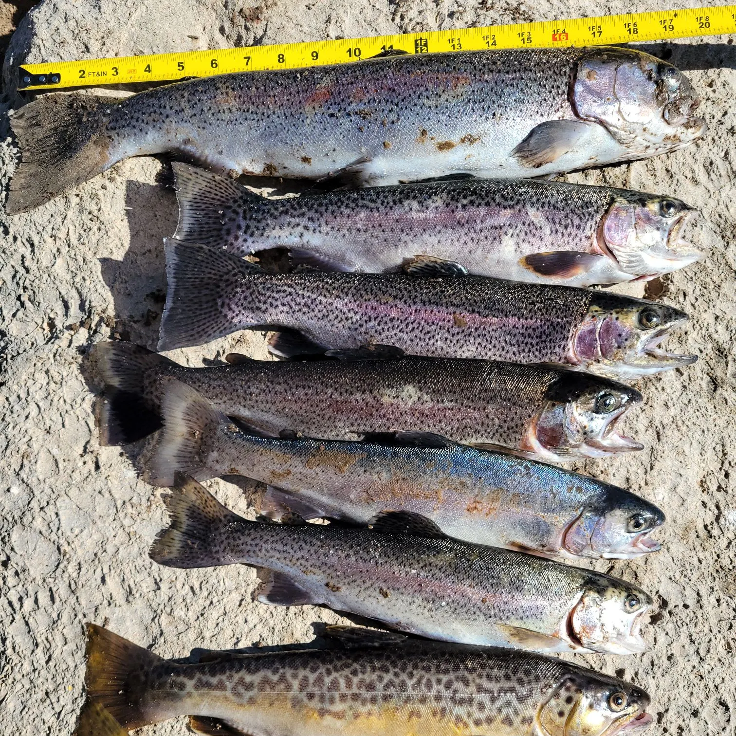 recently logged catches