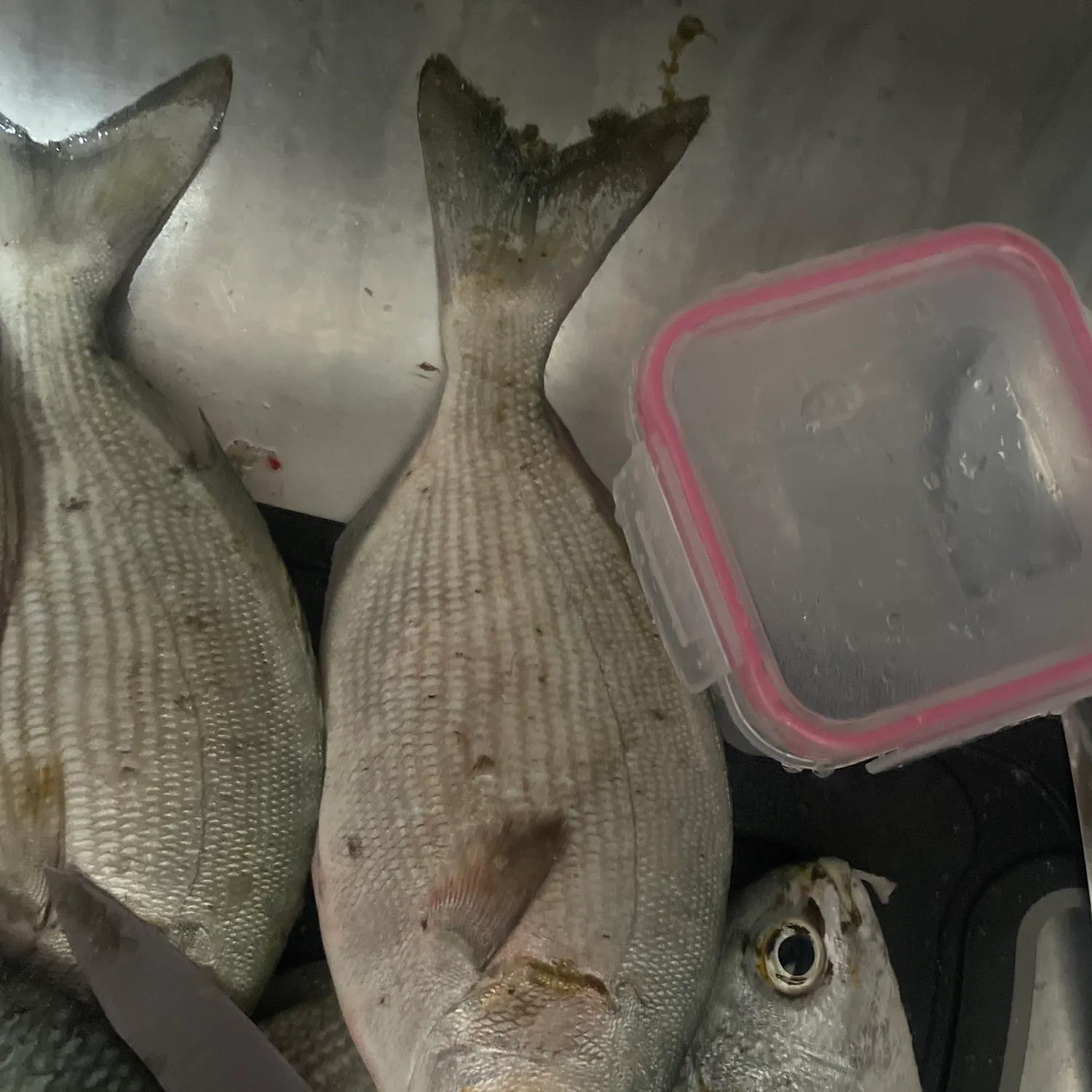 The most recent Striped mojarra catches on Fishbrain