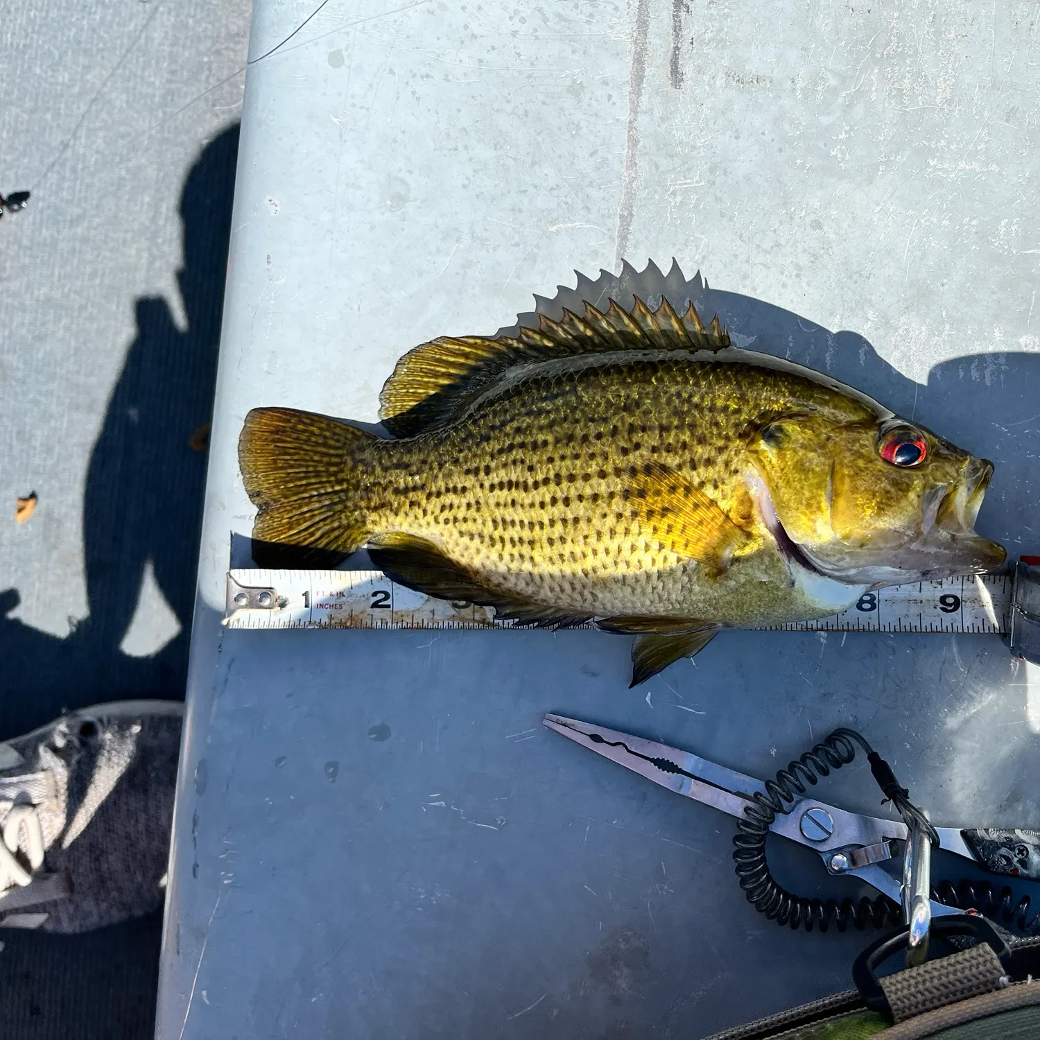 recently logged catches