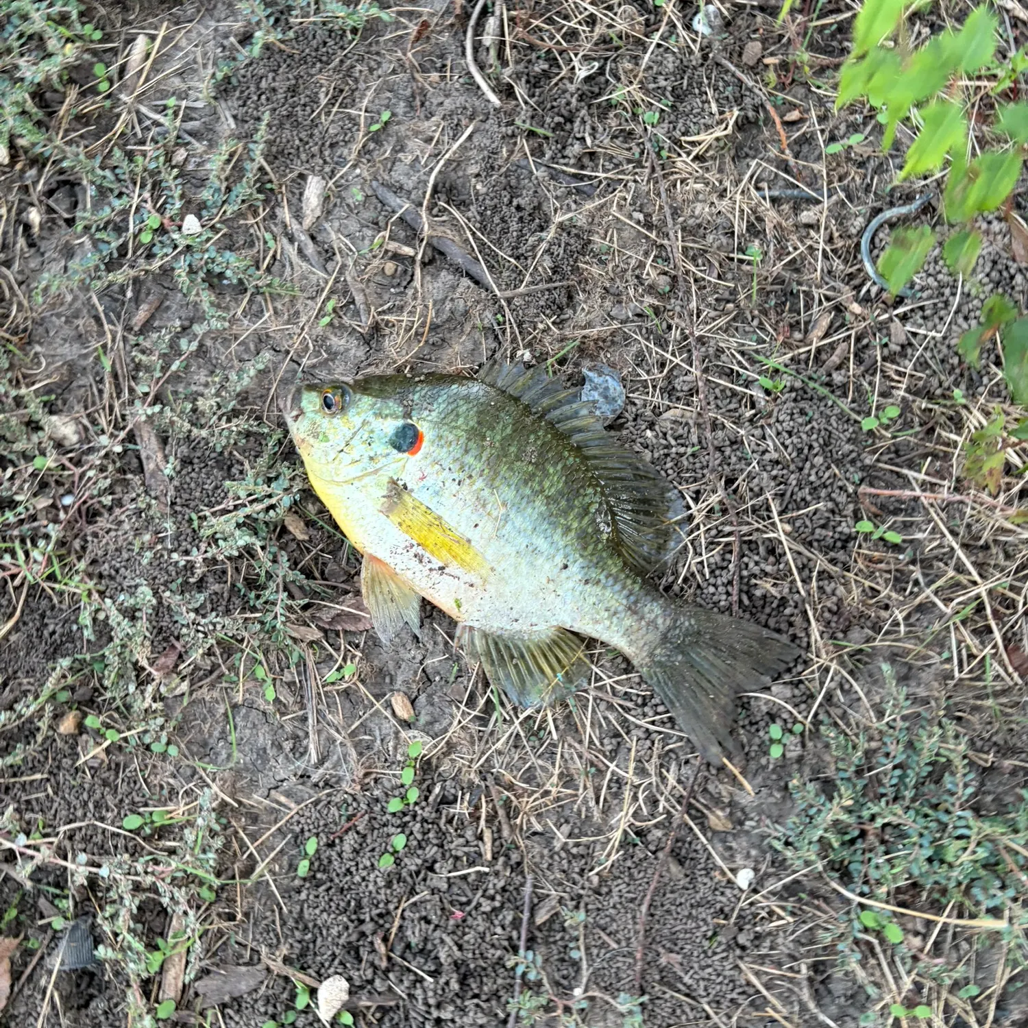 Redear sunfish caught on Fishbrain