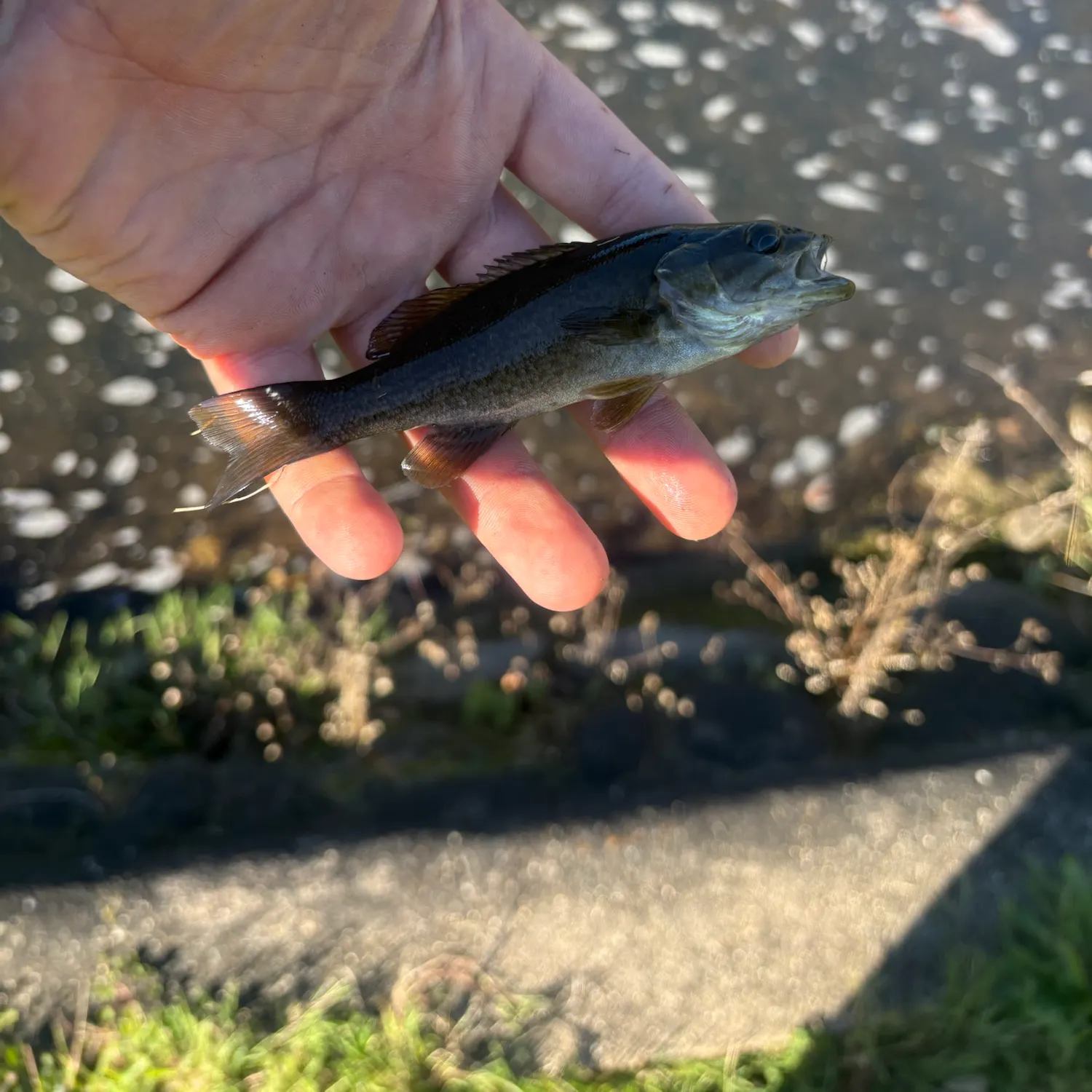 Smallmouth bass caught on Fishbrain