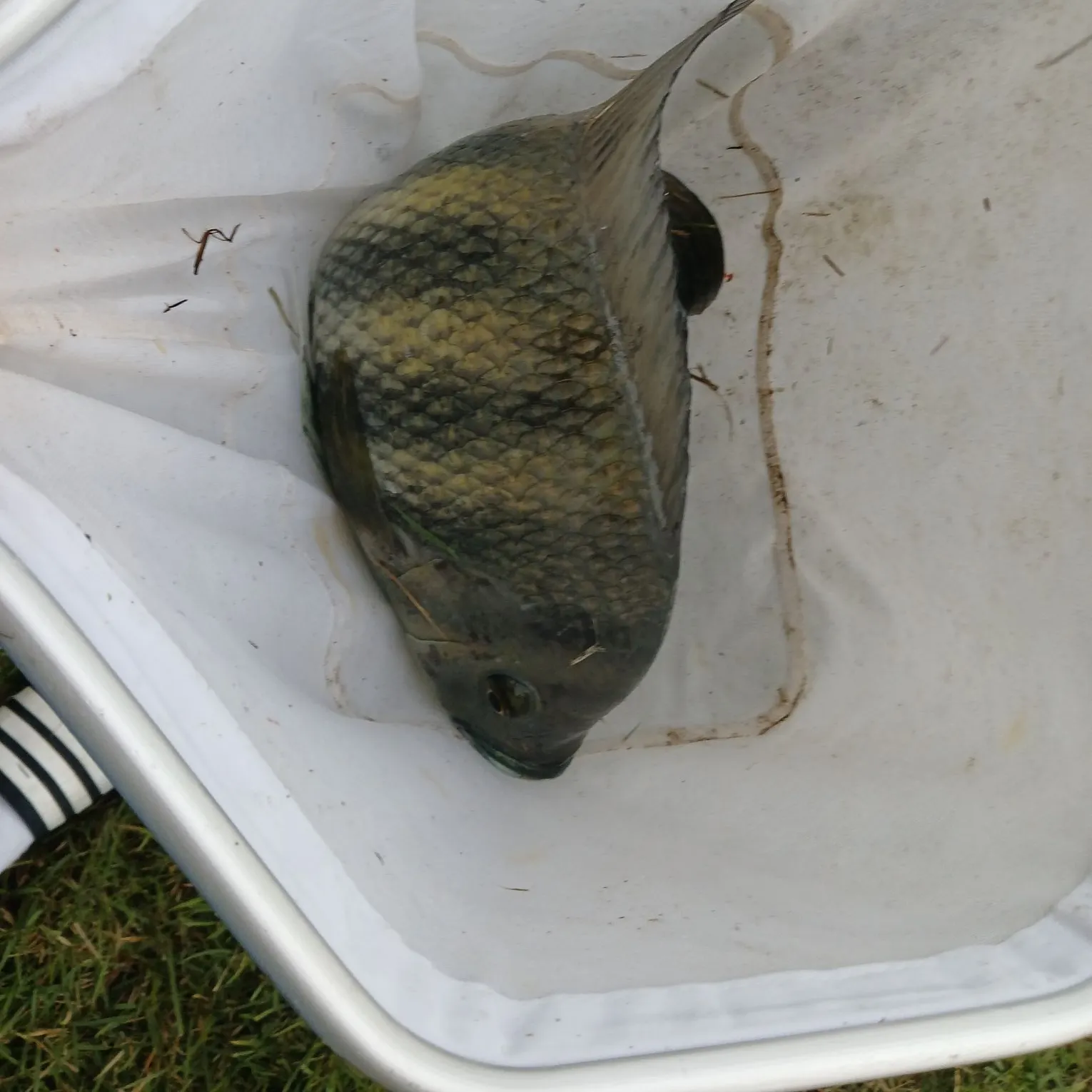 Zebra tilapia caught on Fishbrain