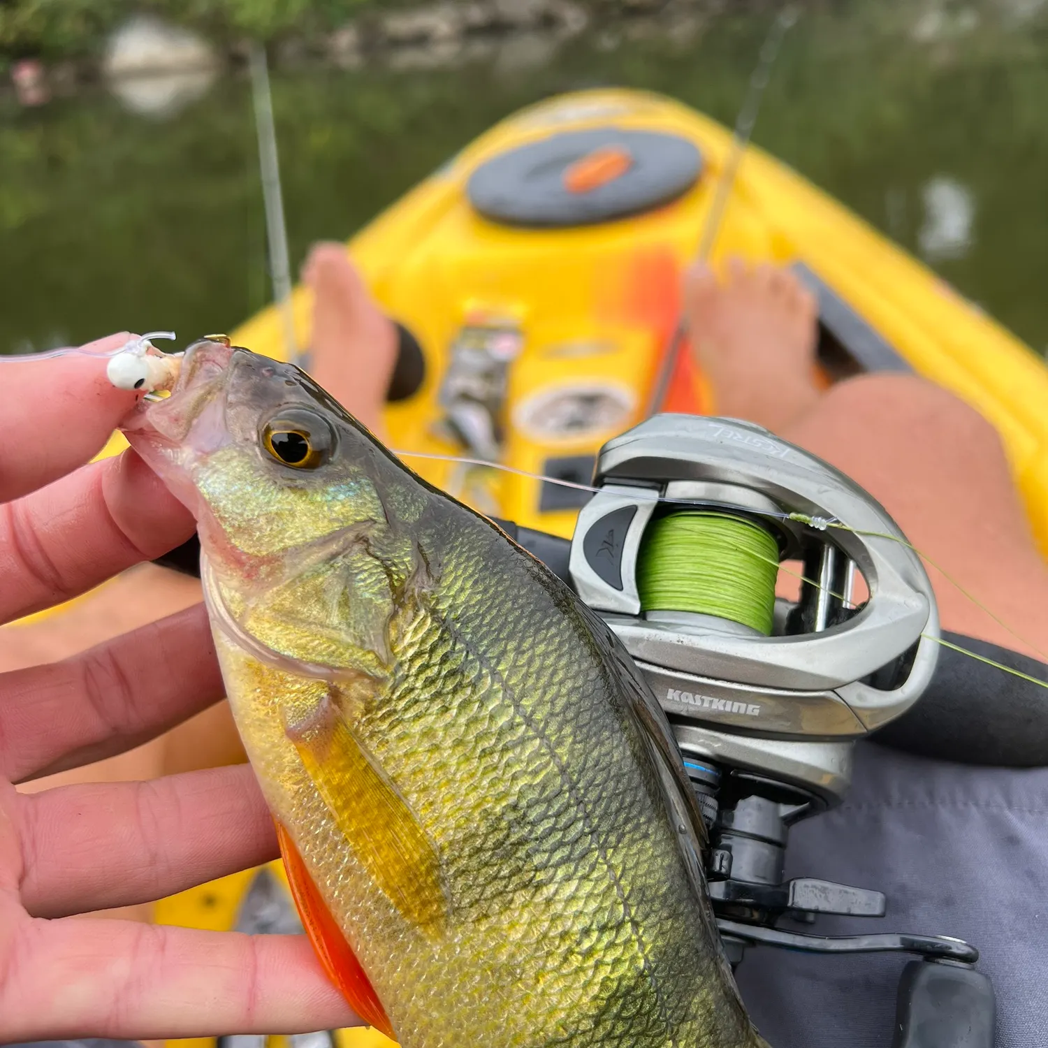 Yellow perch caught on Fishbrain