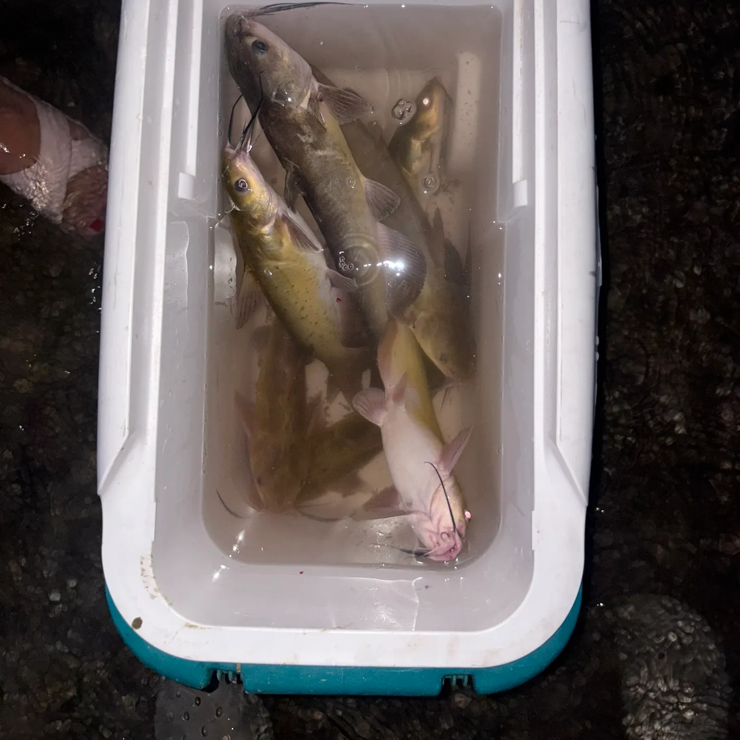 recently logged catches