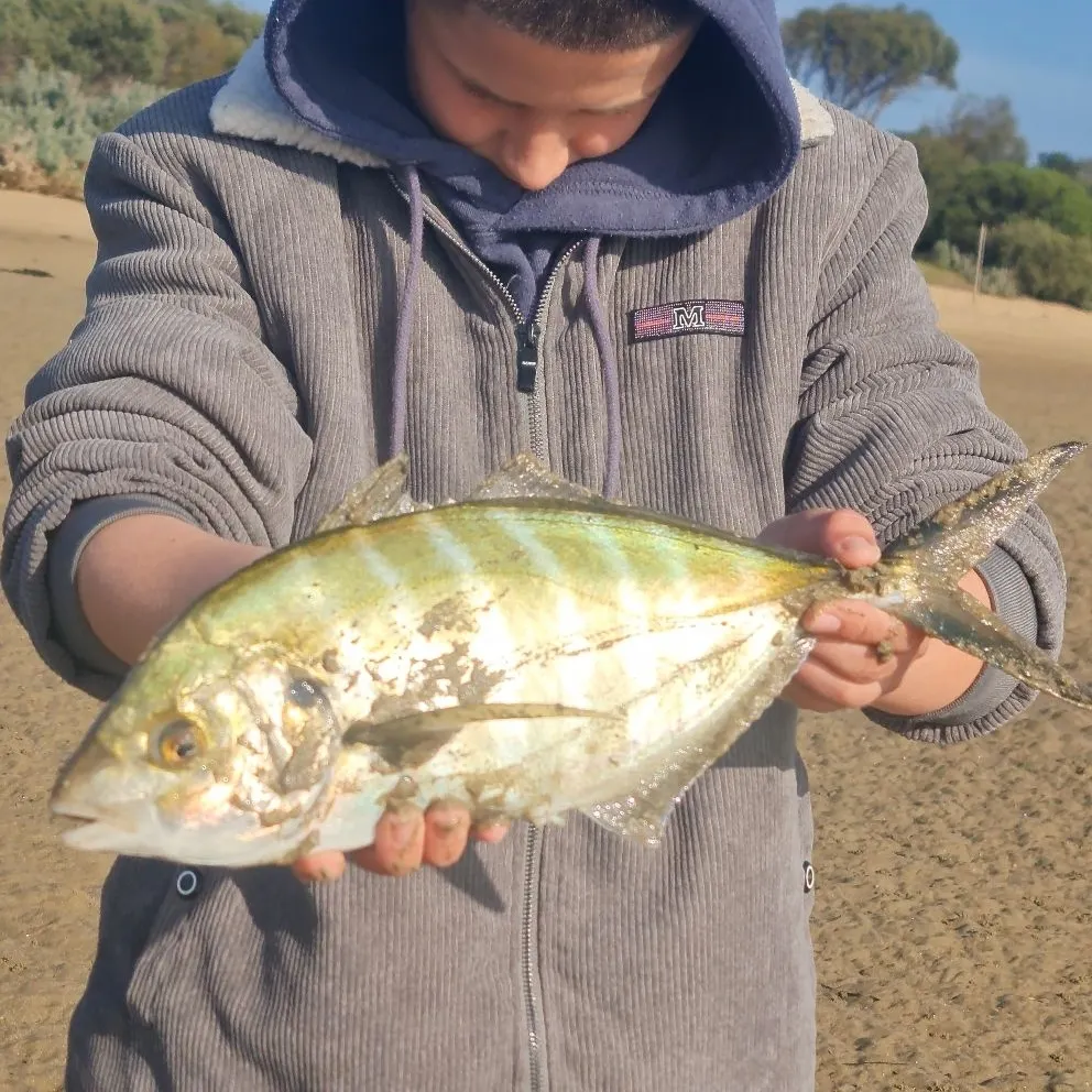 The most recent White trevally catches on Fishbrain