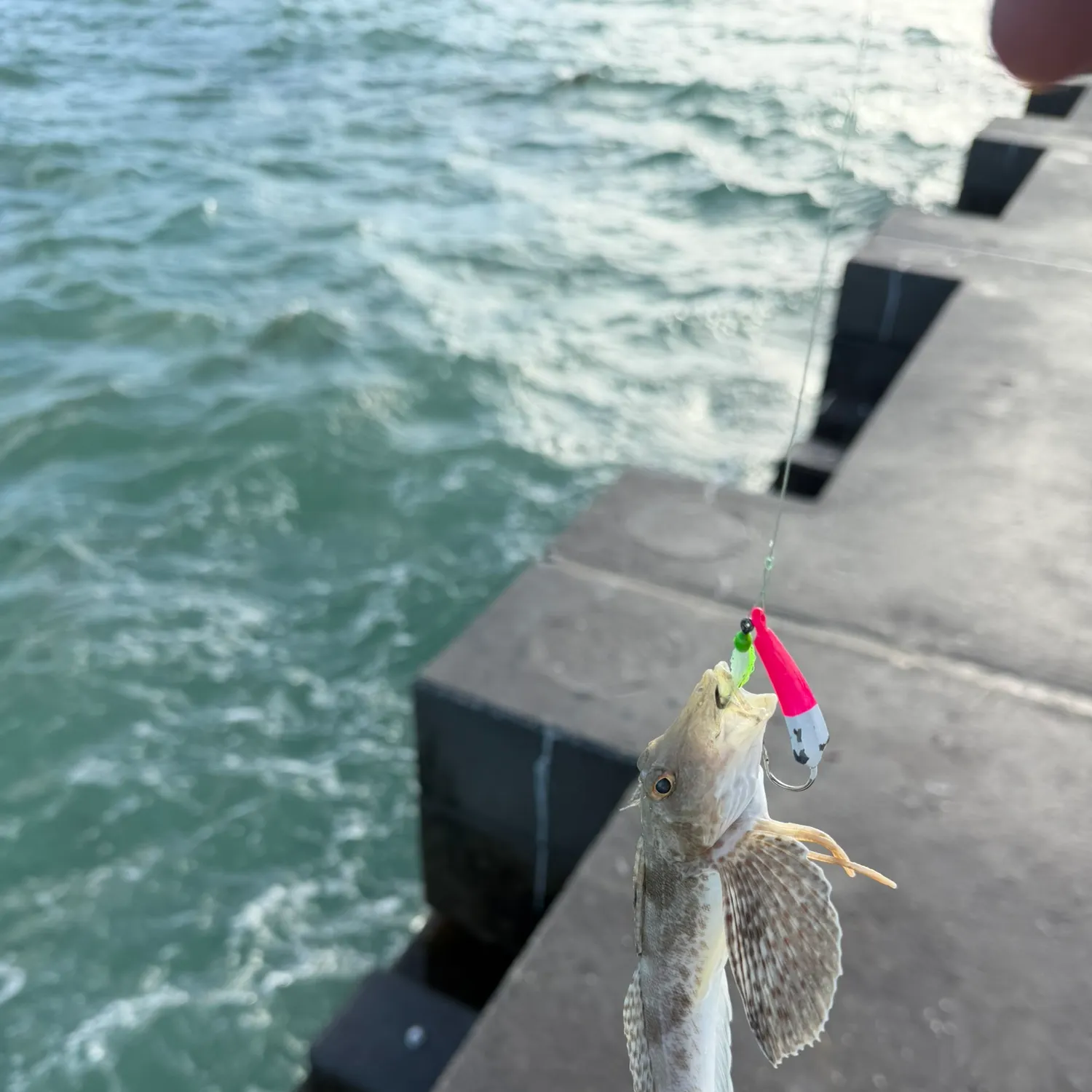 The most recent Striped searobin catches on Fishbrain
