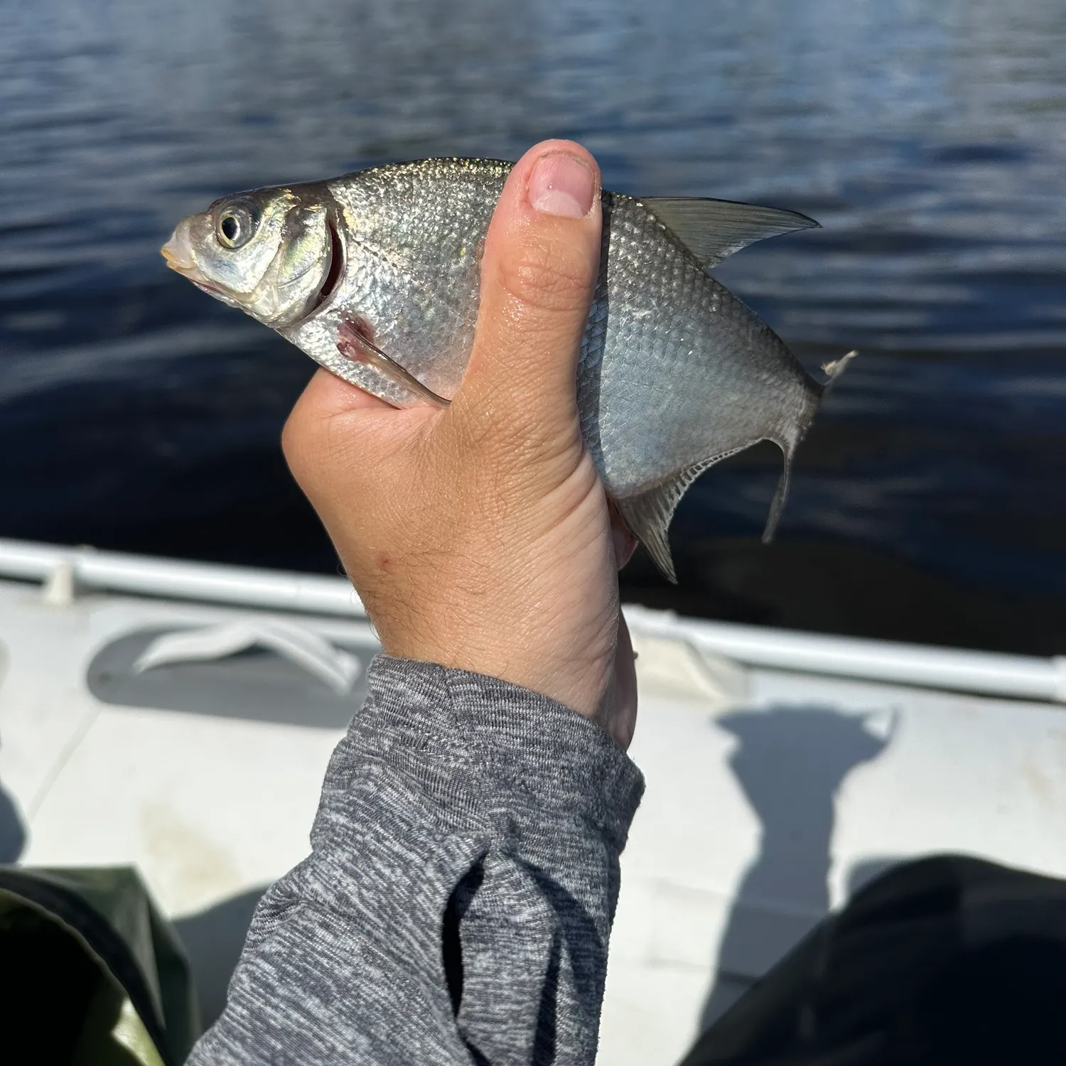 The most recent White bream catches on Fishbrain