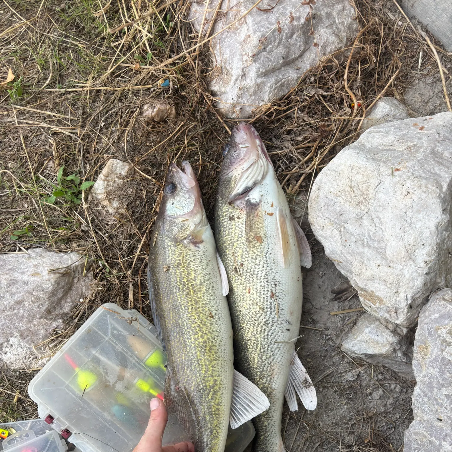 Walleye caught on Fishbrain