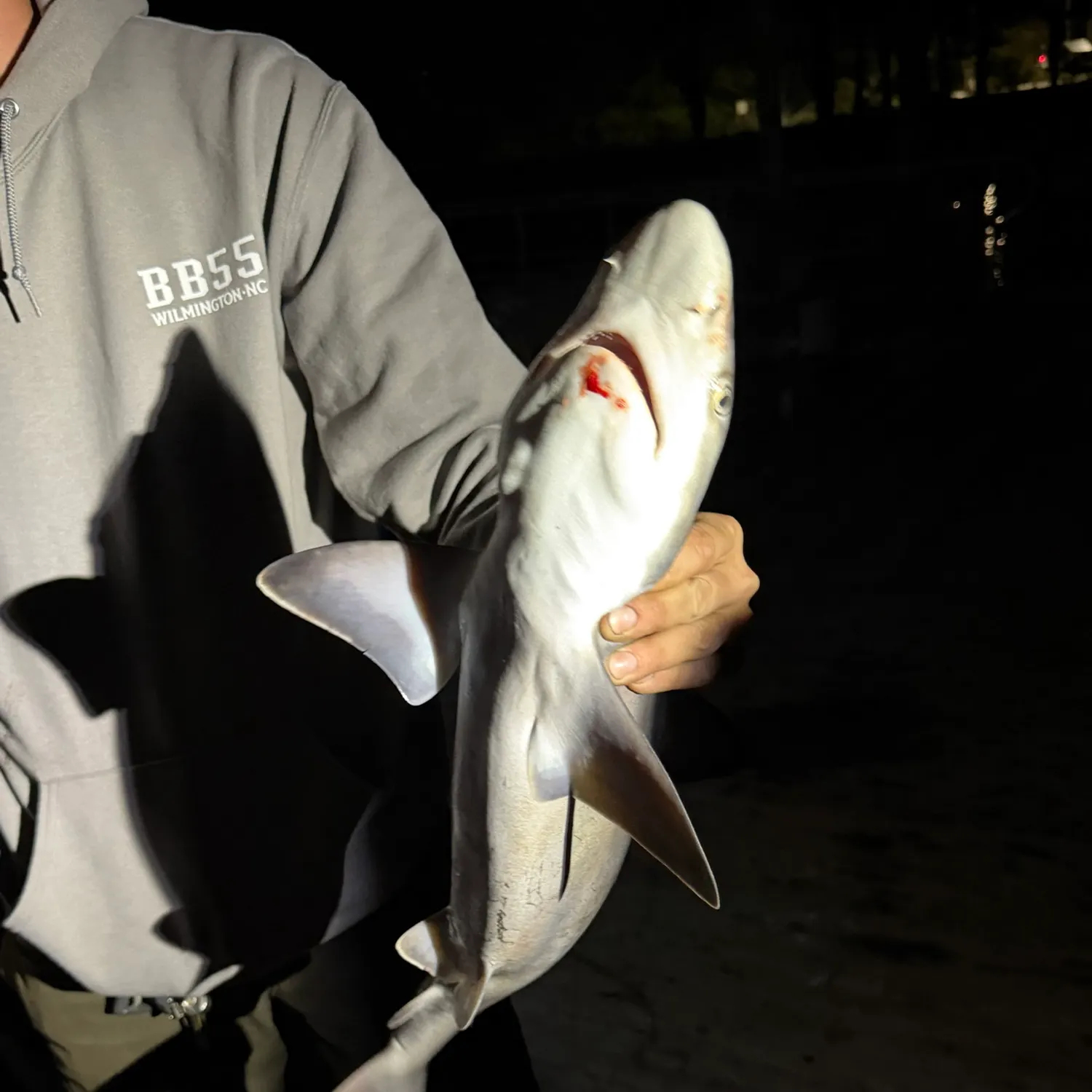 Sandbar shark caught on Fishbrain