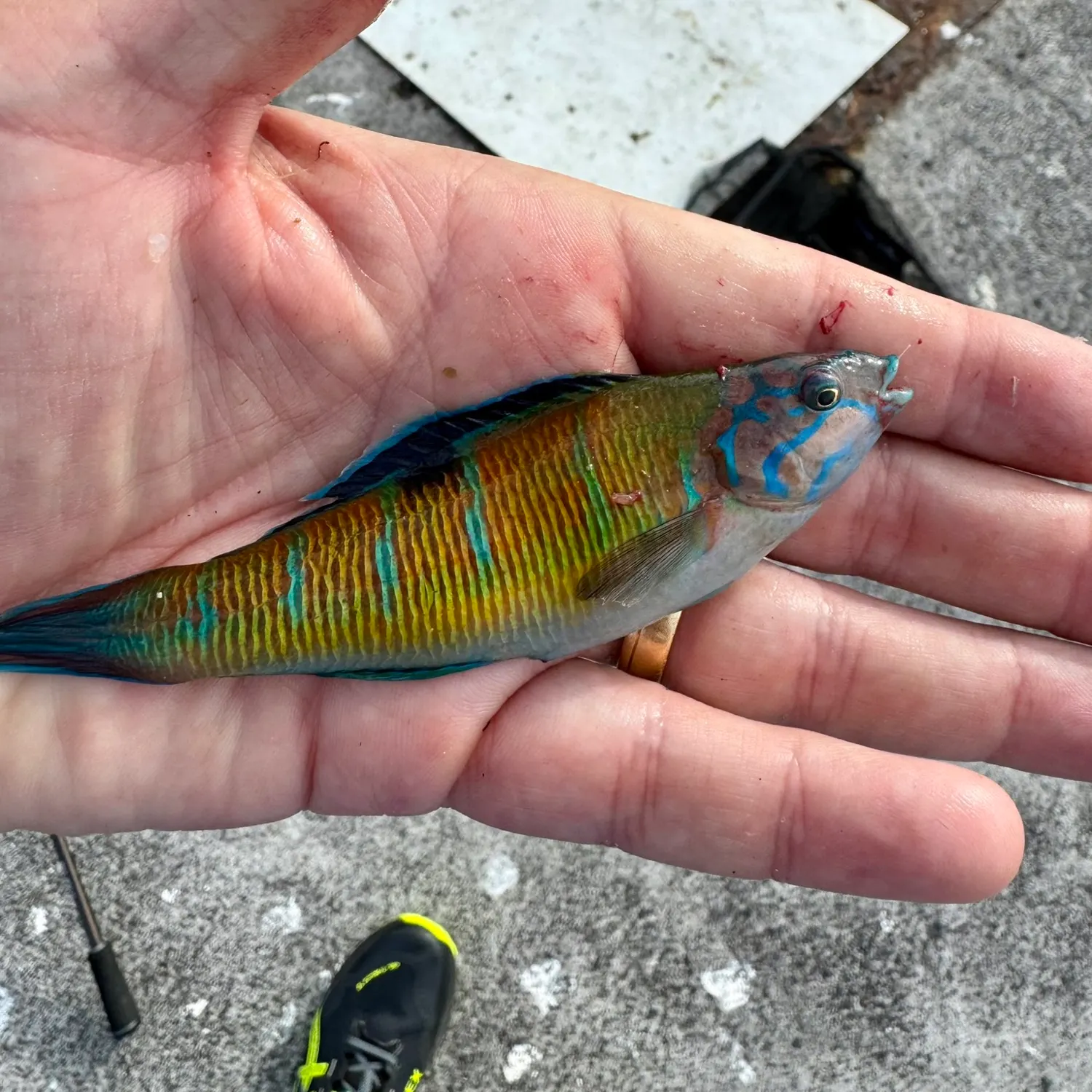 The most recent Ornate wrasse catches on Fishbrain