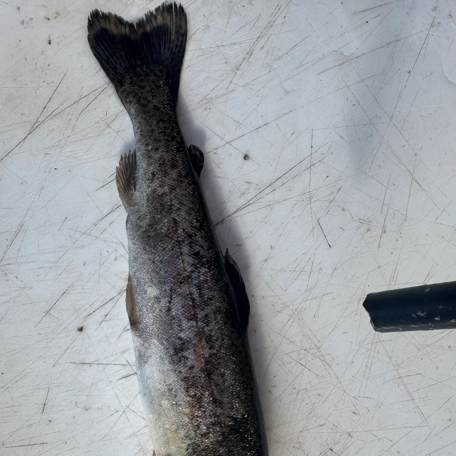 Rainbow trout caught on Fishbrain