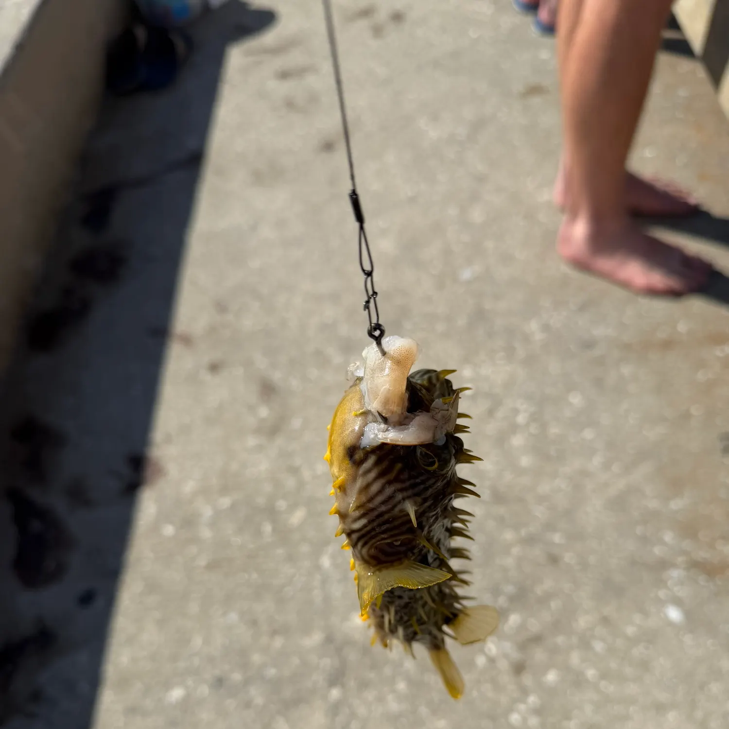 The most recent Striped burrfish catches on Fishbrain
