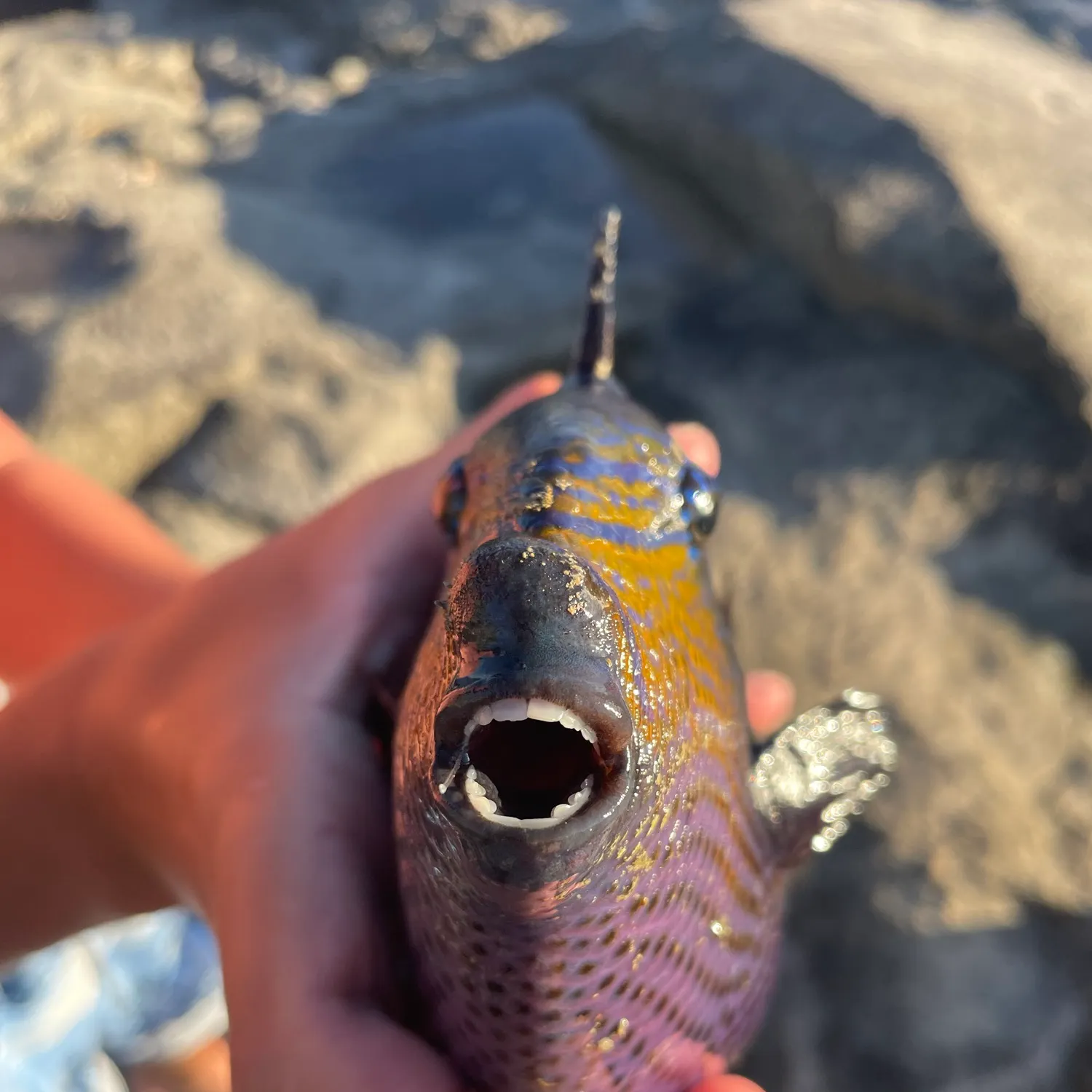 The most recent Black triggerfish catches on Fishbrain
