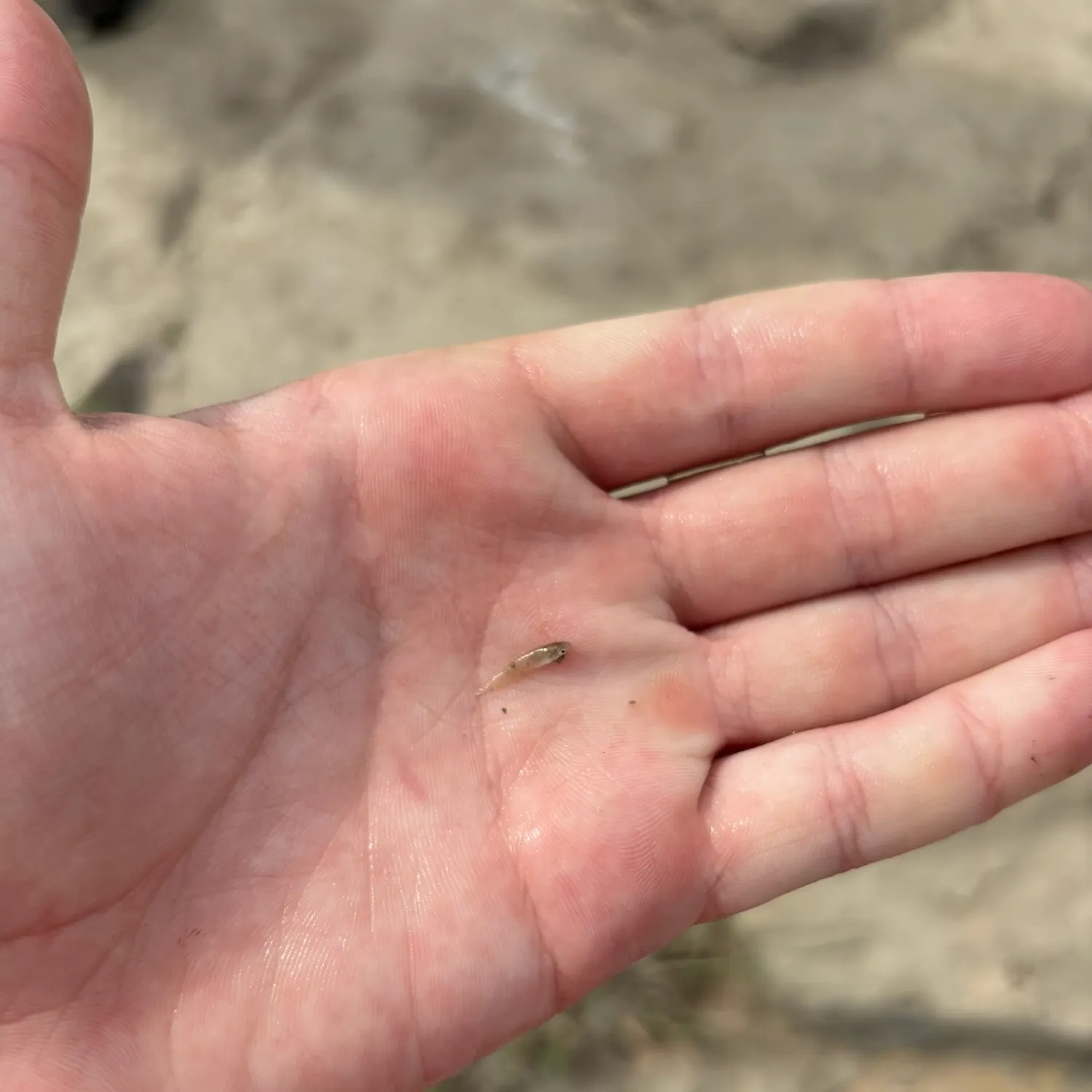 The most recent Suckermouth minnow catches on Fishbrain