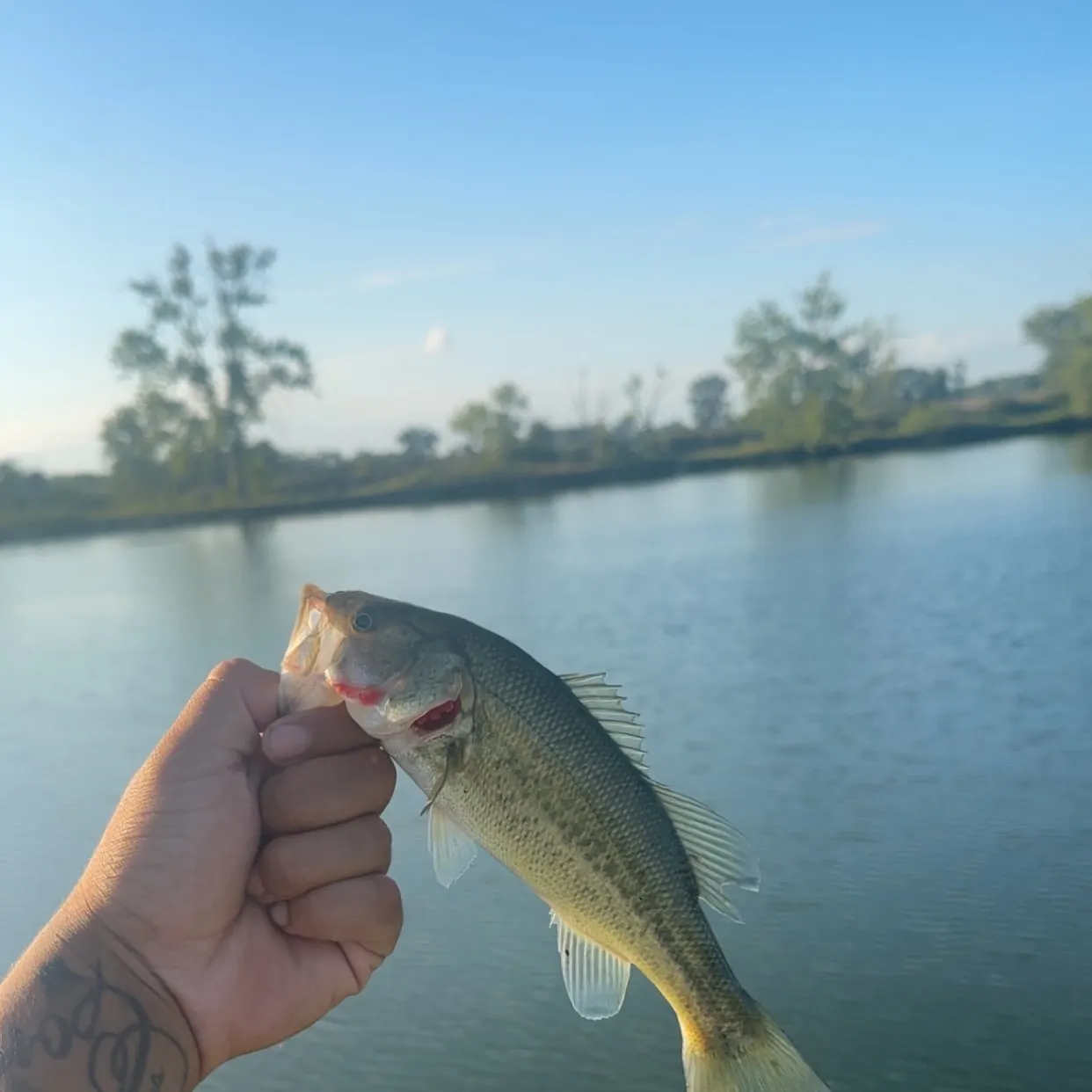 Largemouth bass caught on Fishbrain