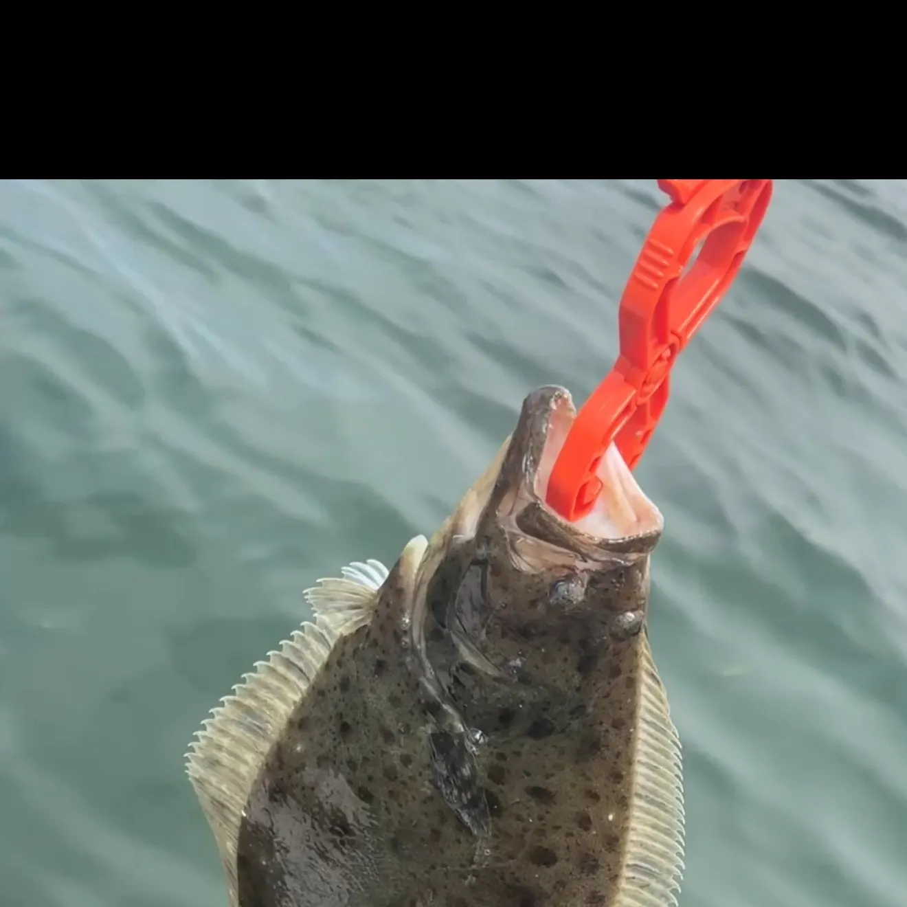 California halibut caught on Fishbrain