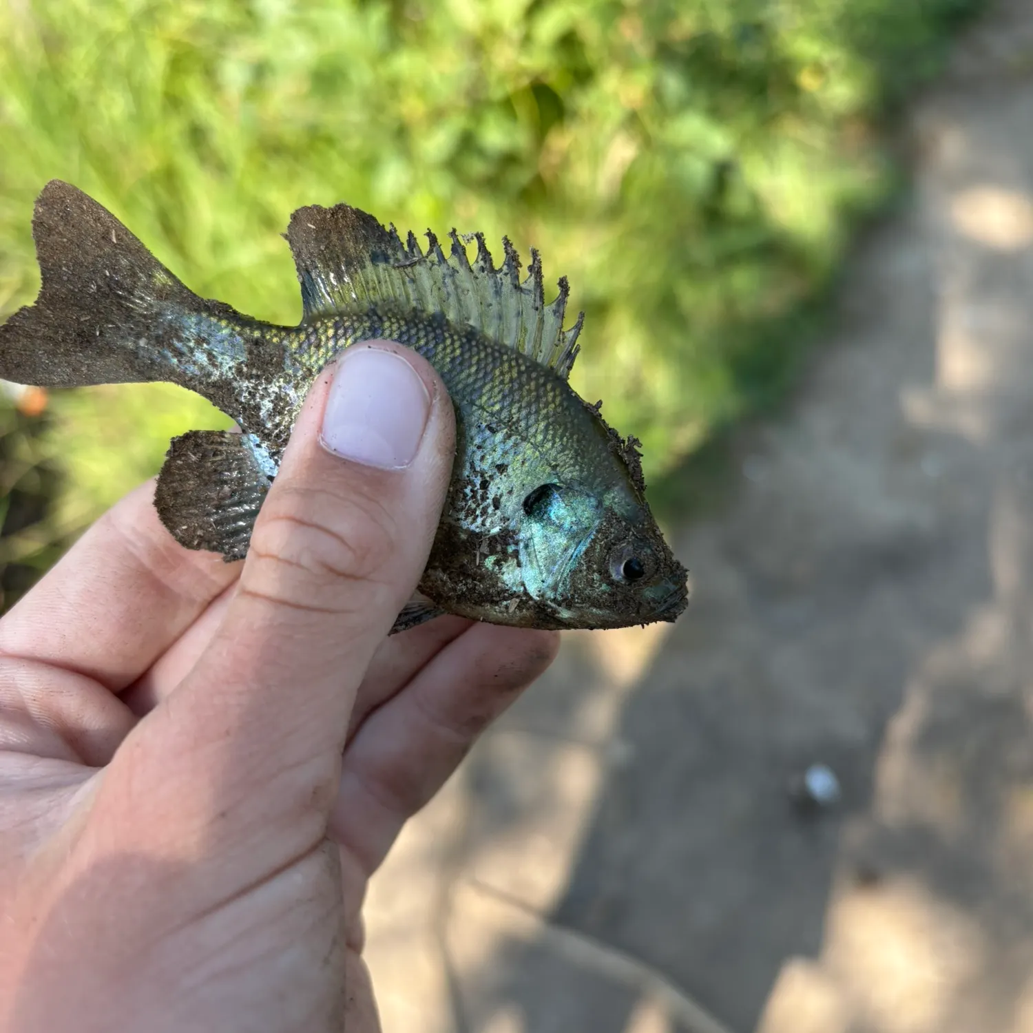 Bluegill caught on Fishbrain