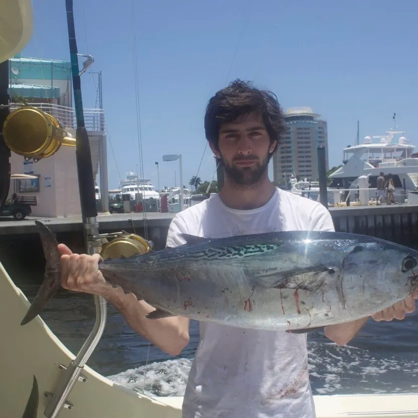 The most recent Little tunny catches on Fishbrain