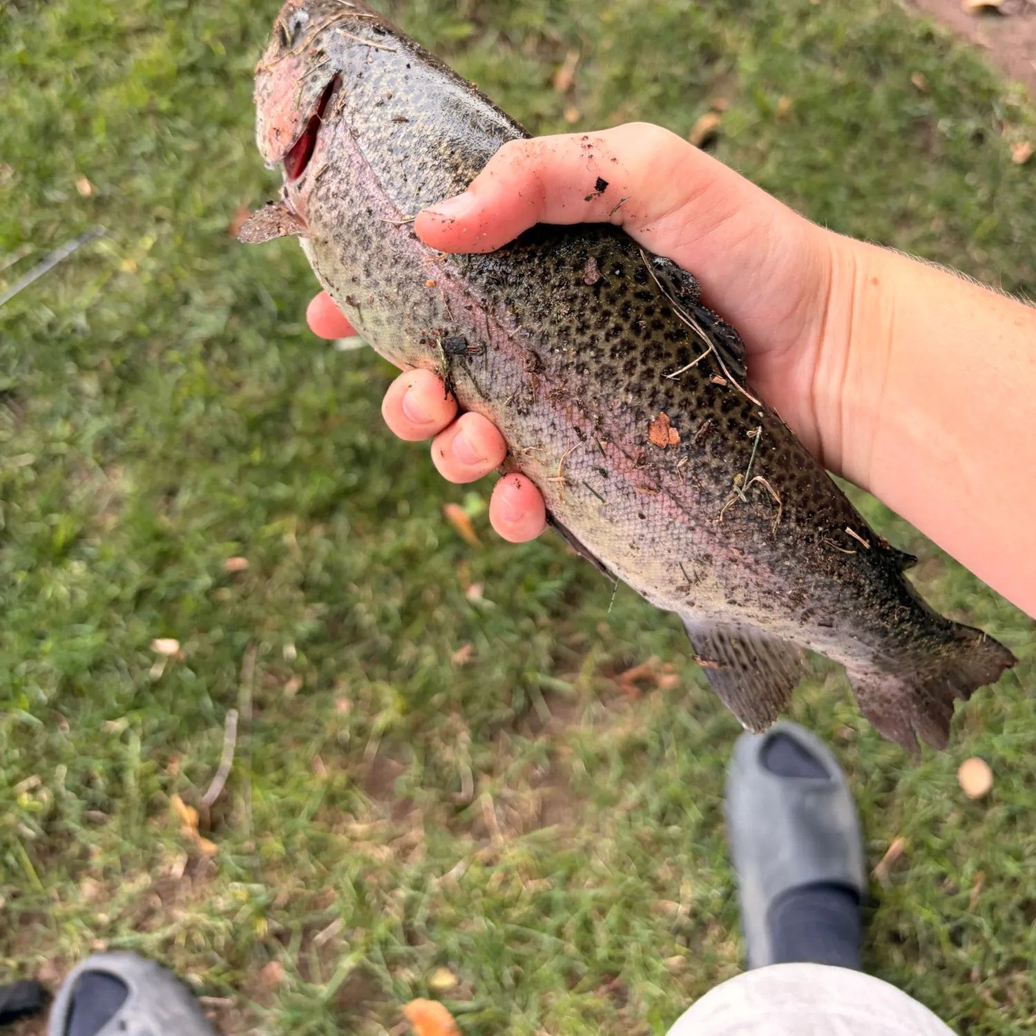 Rainbow trout caught on Fishbrain