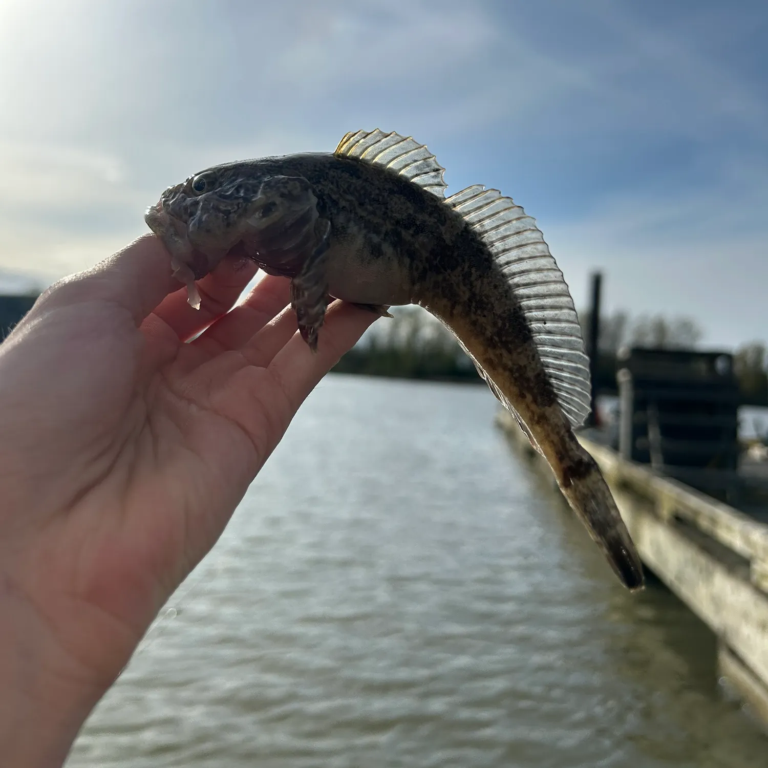 most liked catch image