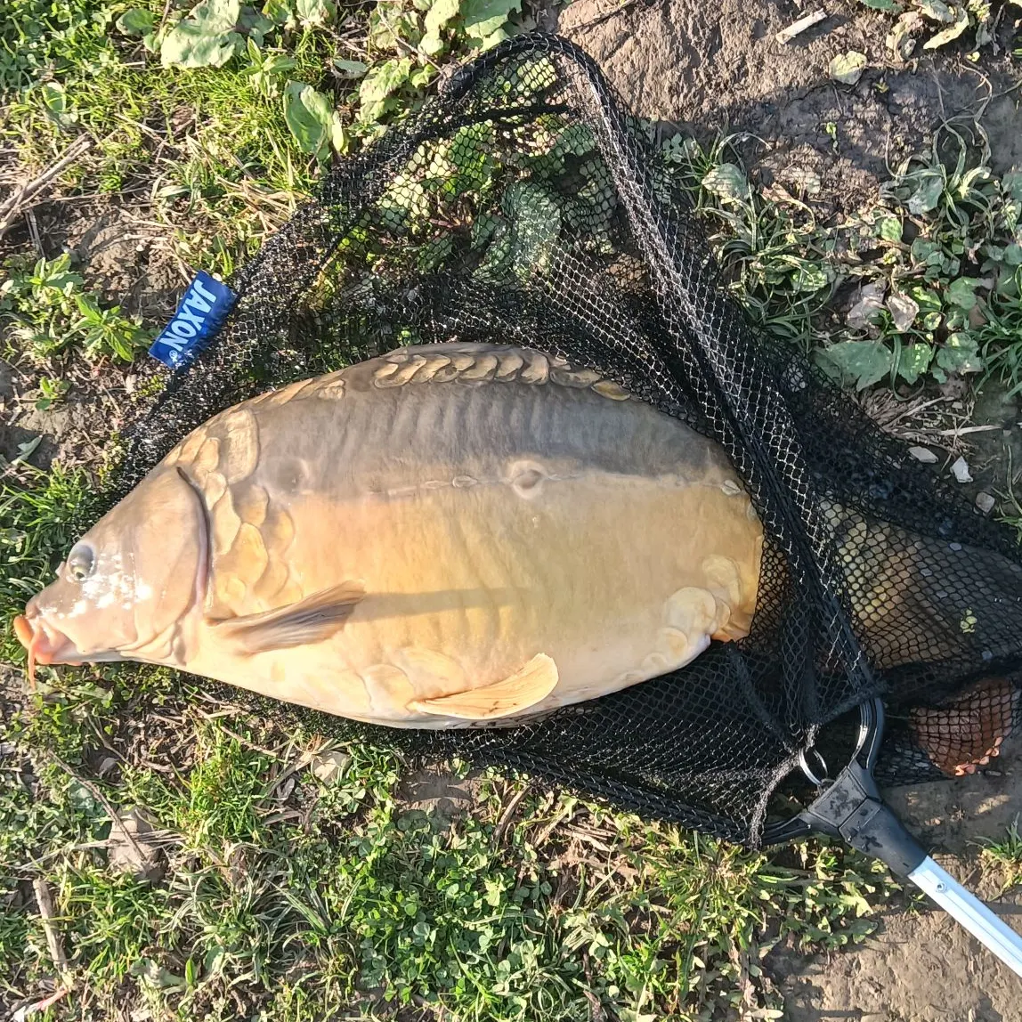 Leather carp caught on Fishbrain