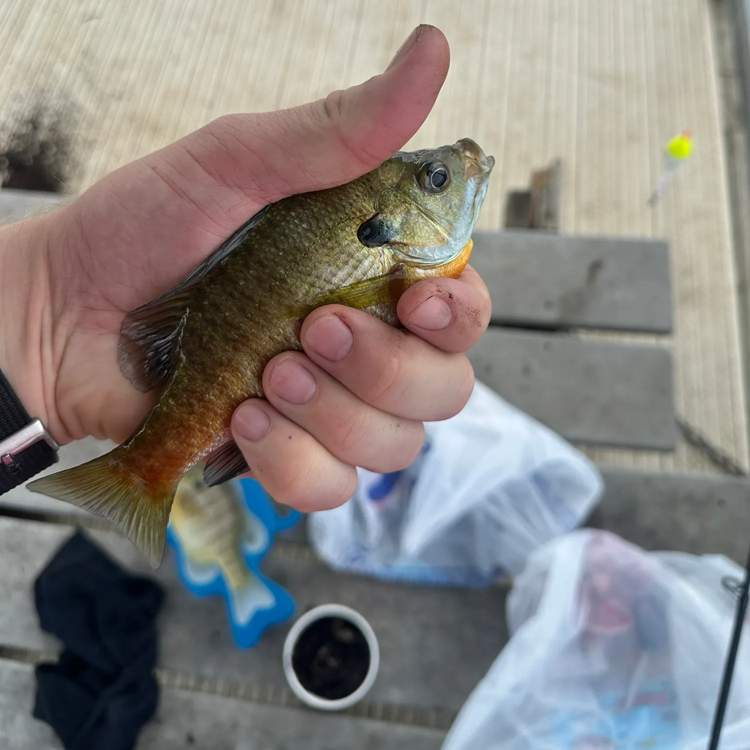 Bluegill caught on Fishbrain