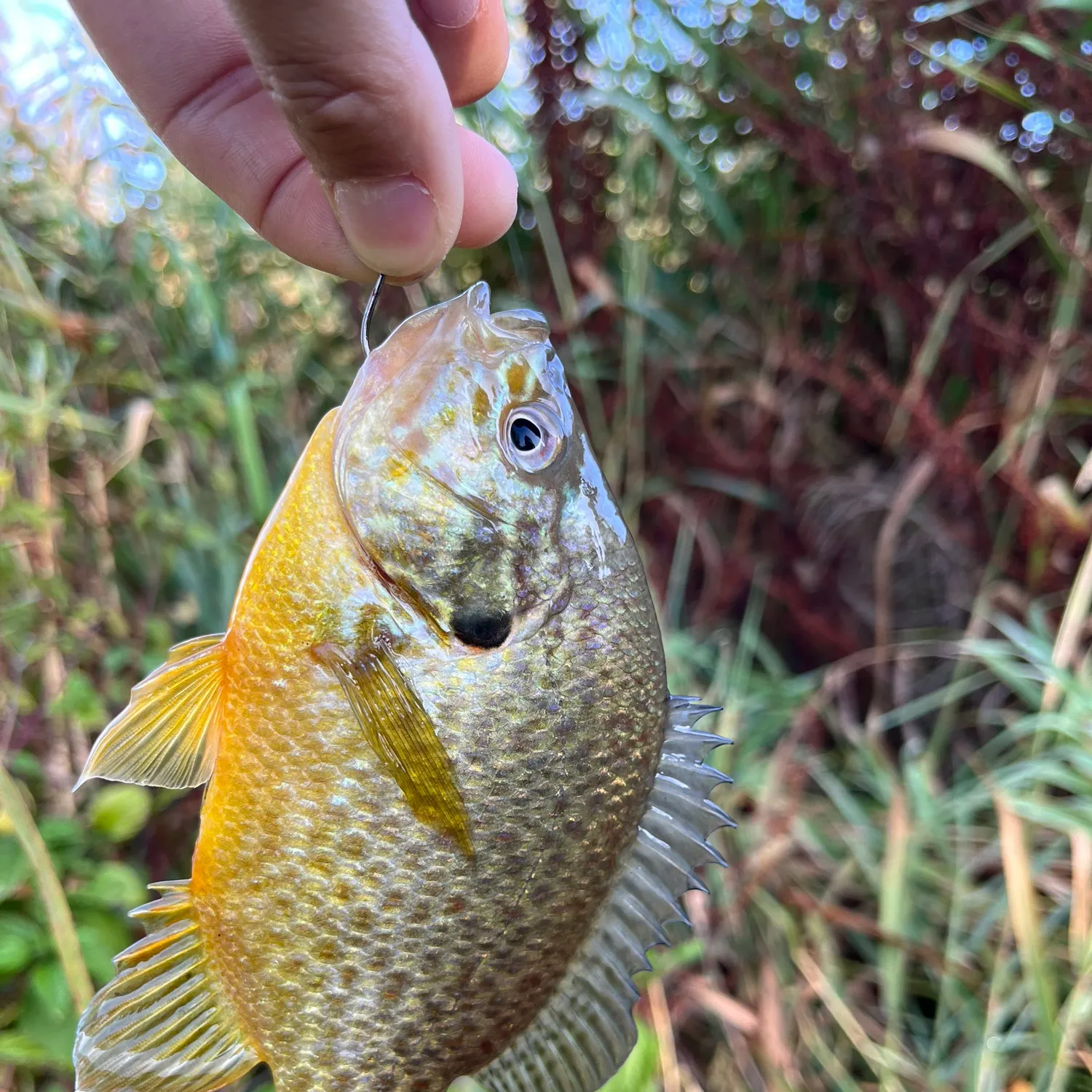 Pumpkinseed caught on Fishbrain