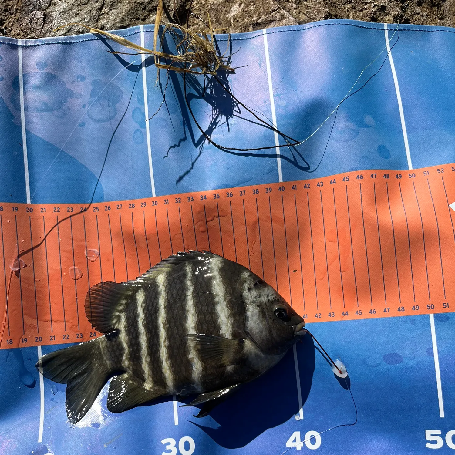 The most recent Blackspot sergeant catches on Fishbrain