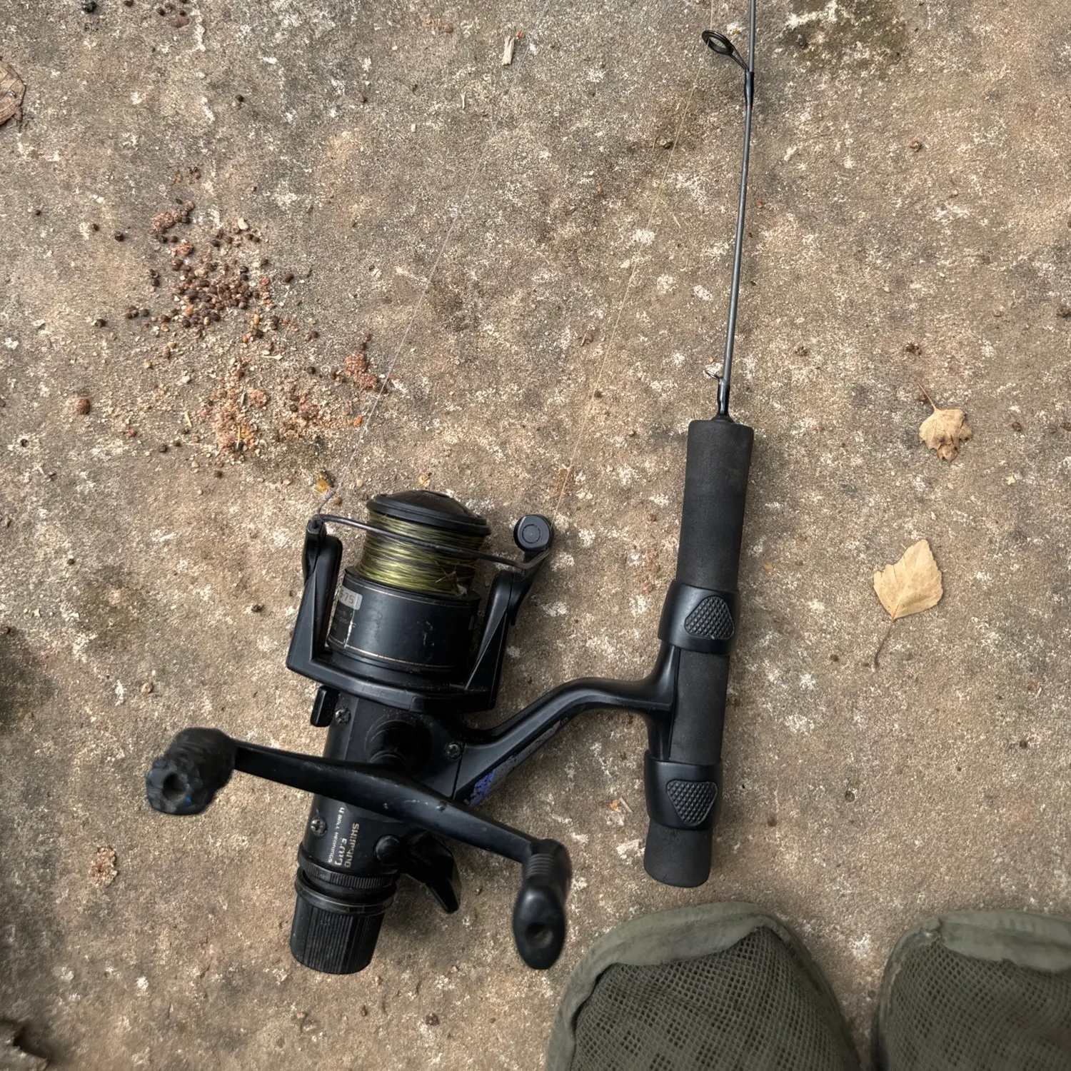 Common carp caught on Fishbrain