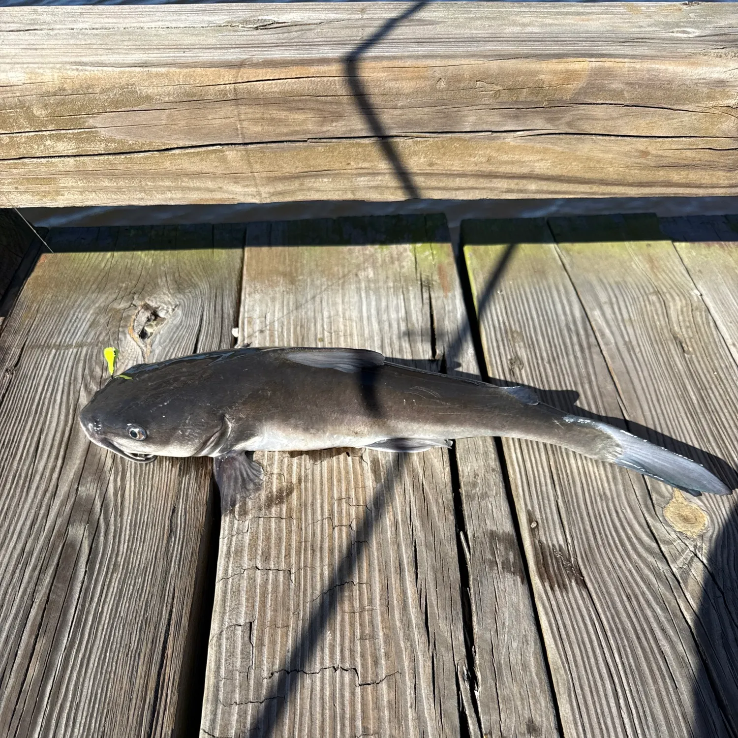 The most recent Hardhead sea catfish catches on Fishbrain