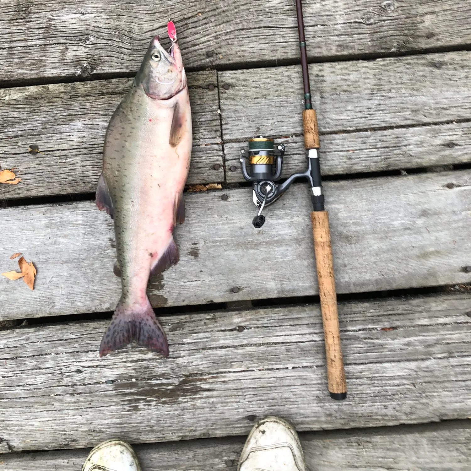 recently logged catches