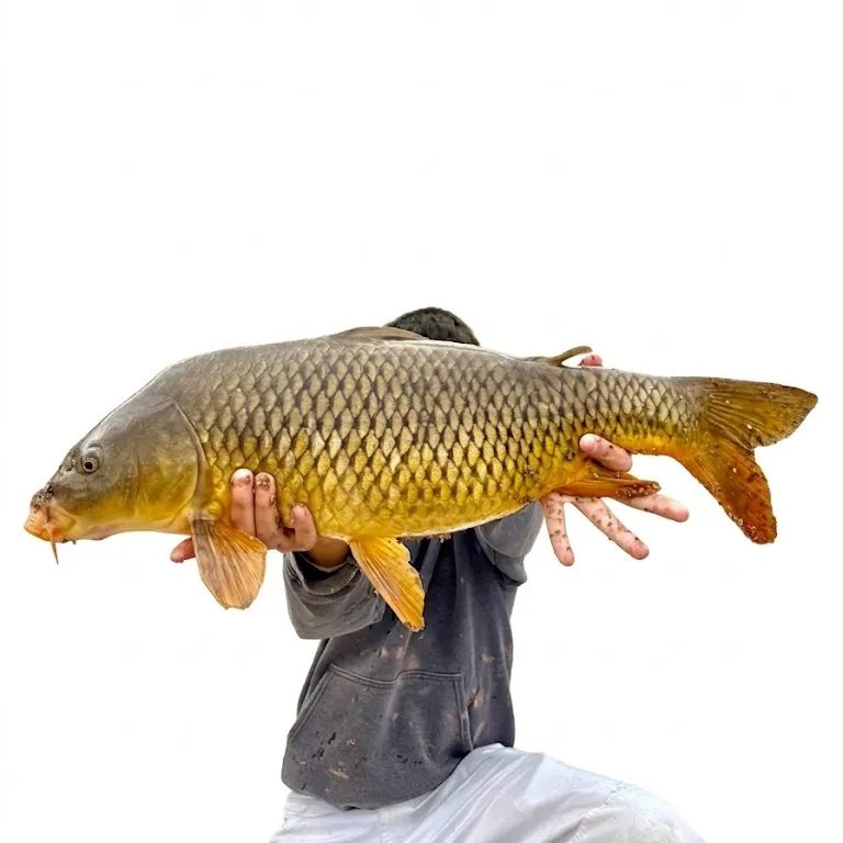 The most recent Common carp catches on Fishbrain