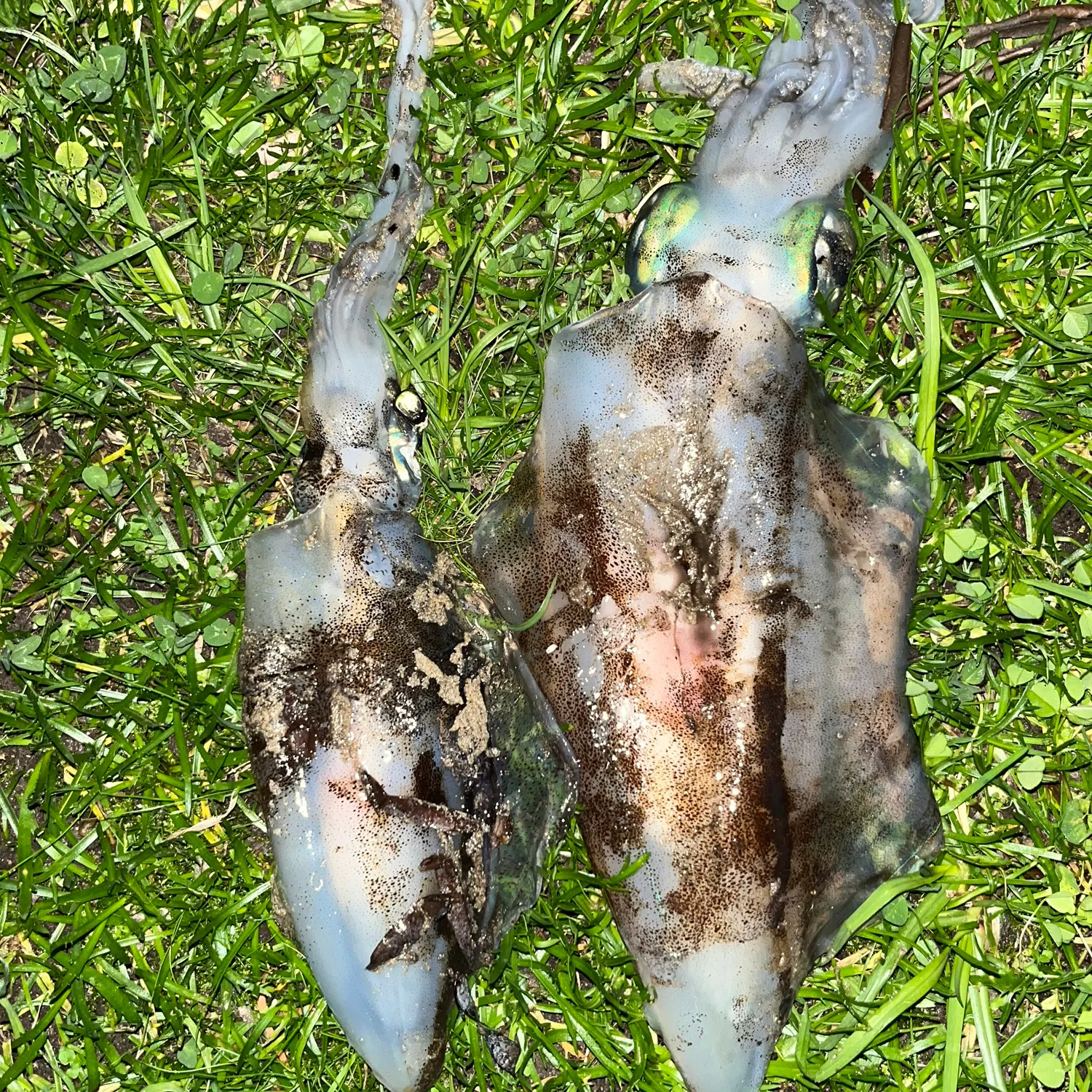 The most recent Southern calamari catches on Fishbrain