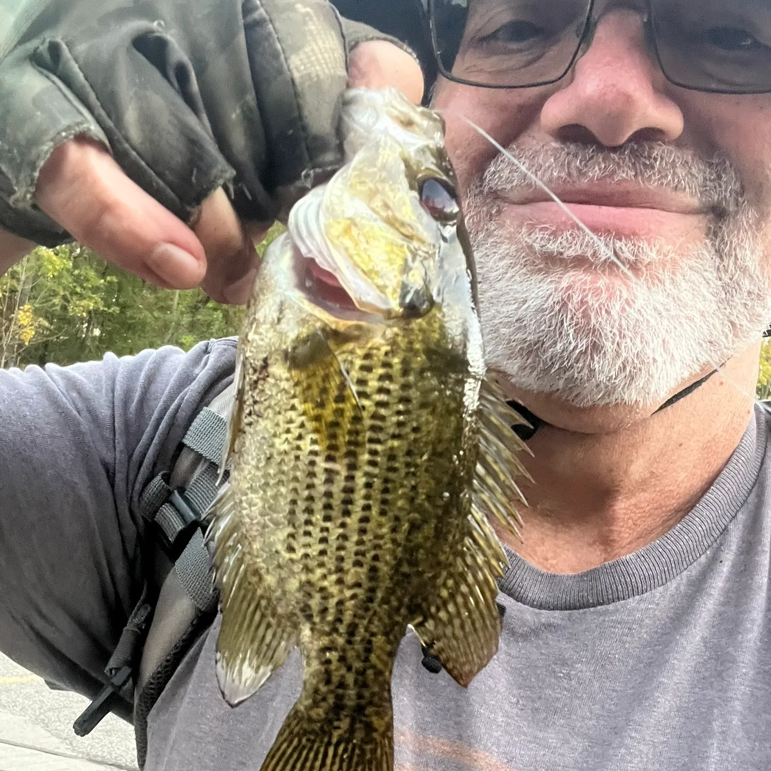 Rock bass caught on Fishbrain