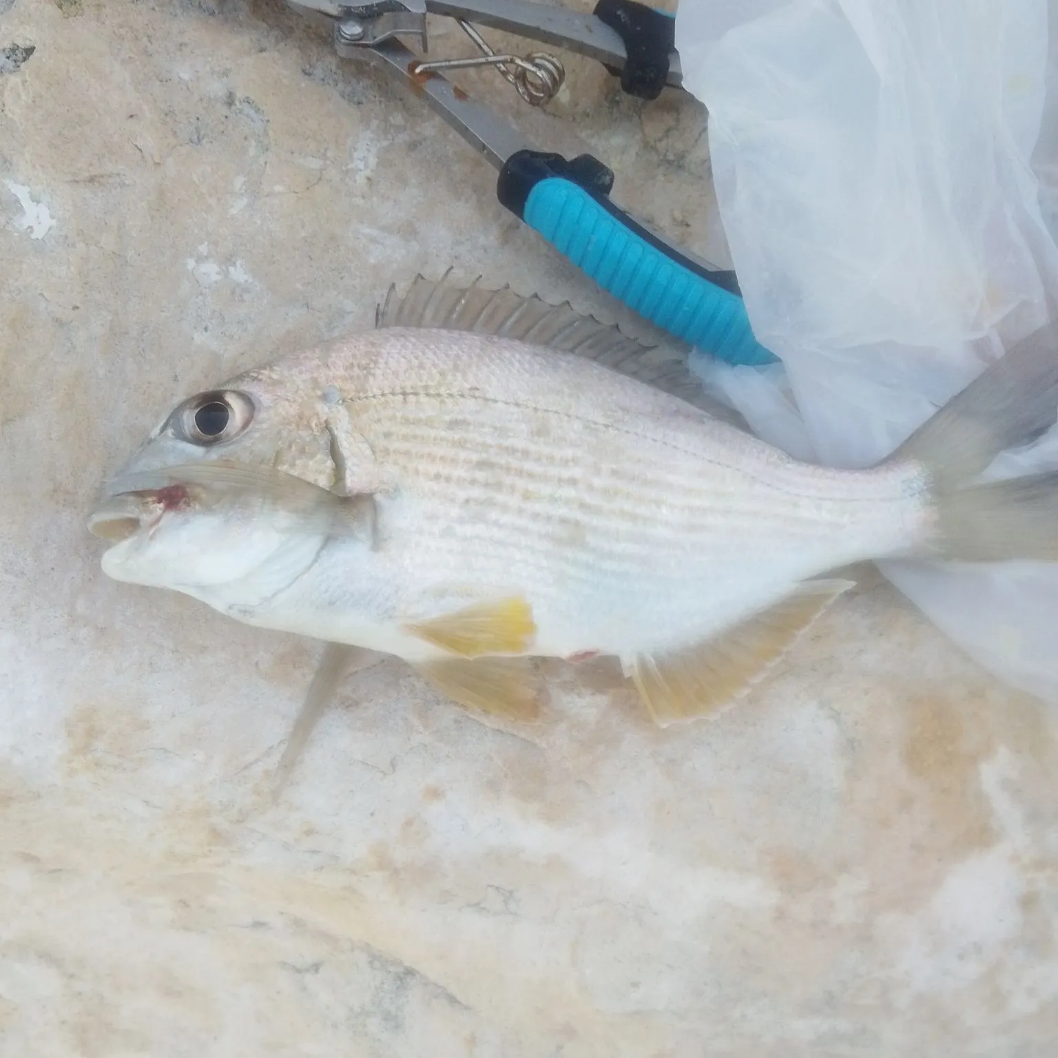 The most recent Goldlined seabream catches on Fishbrain