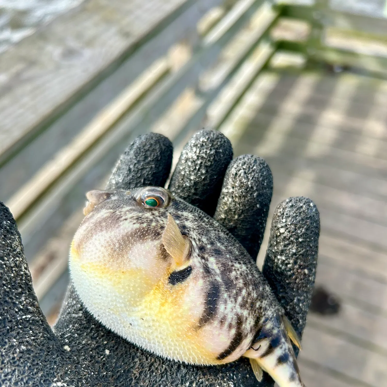 Northern puffer caught on Fishbrain