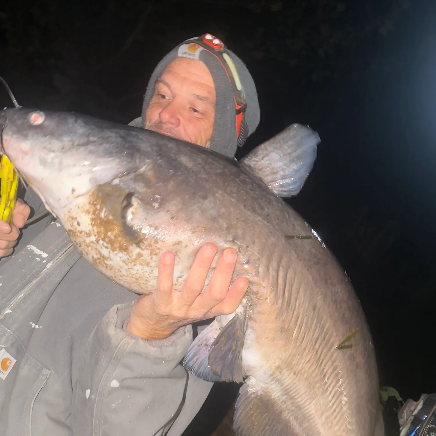 Blue catfish caught on Fishbrain