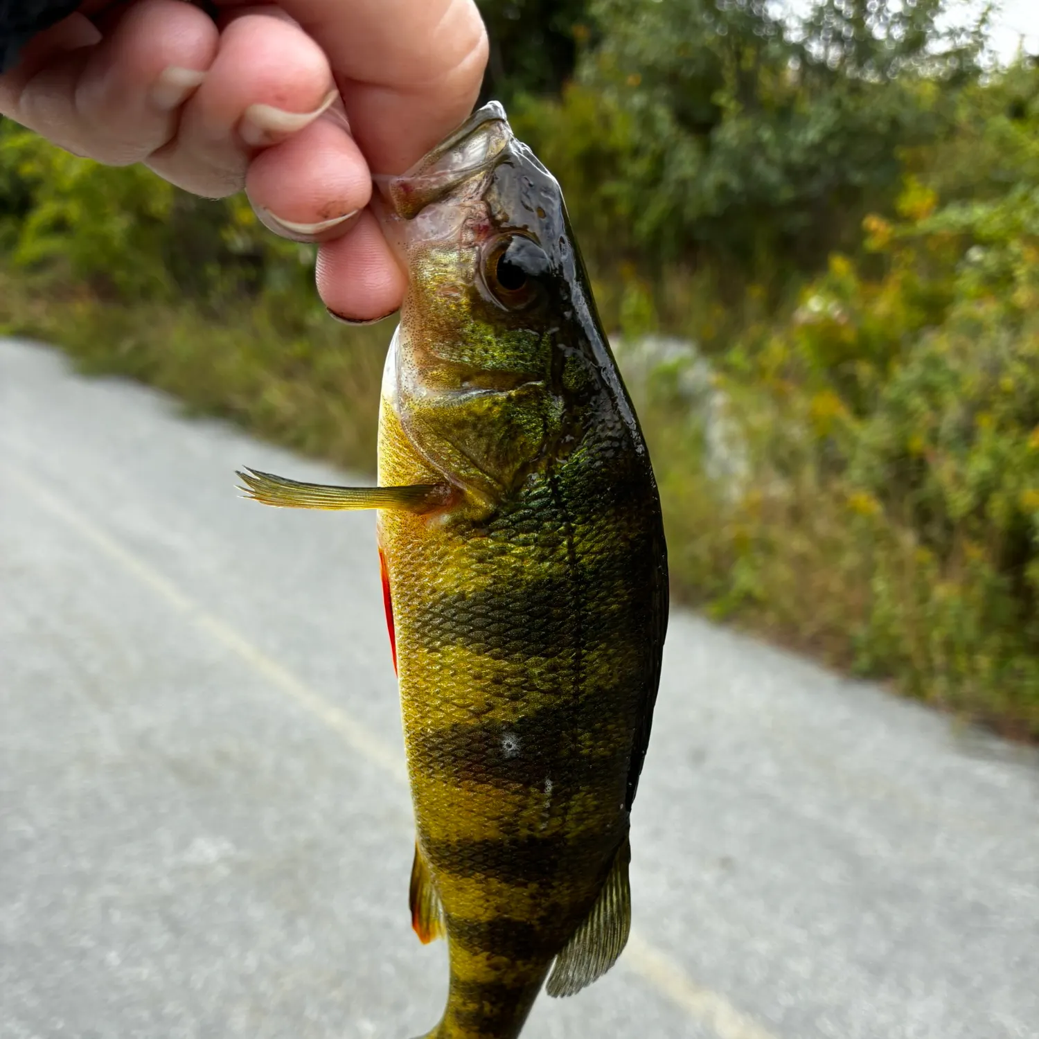 Yellow perch caught on Fishbrain