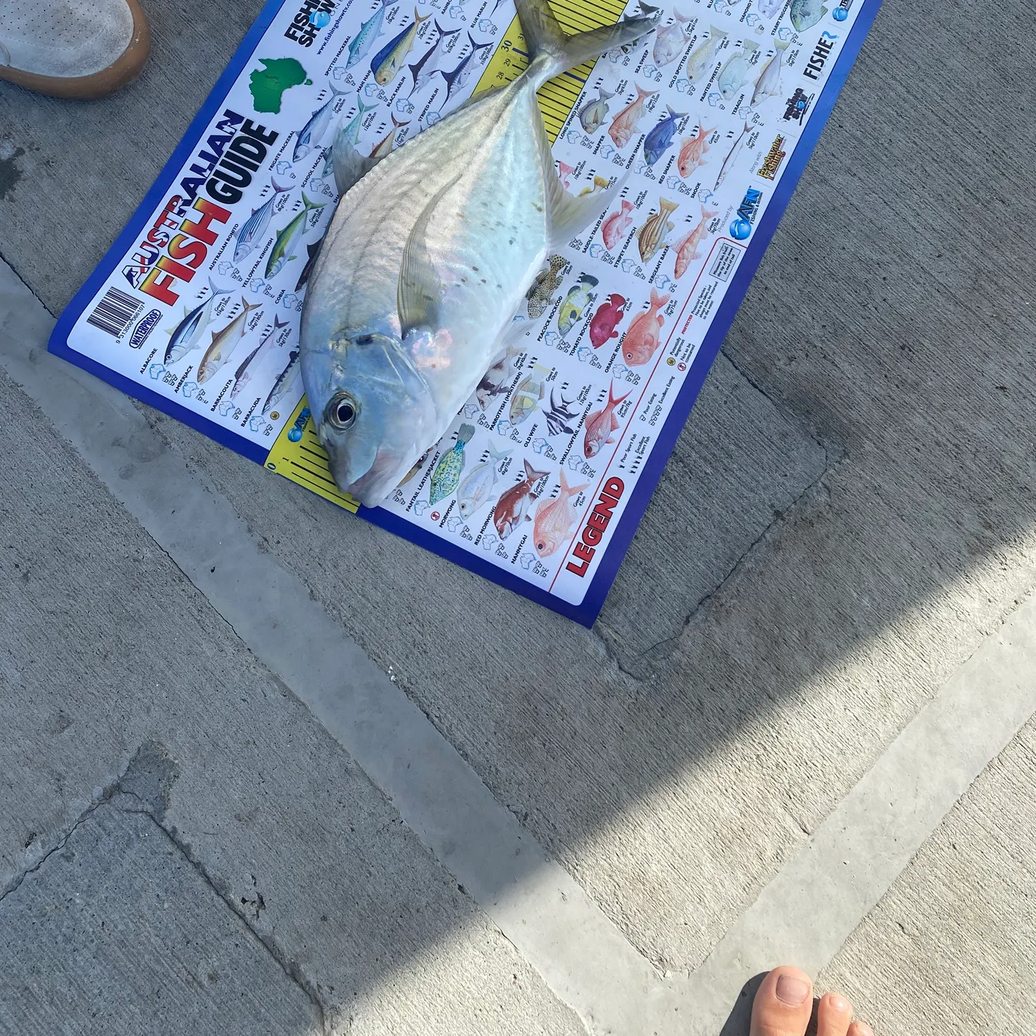The most recent Longnose trevally catches on Fishbrain