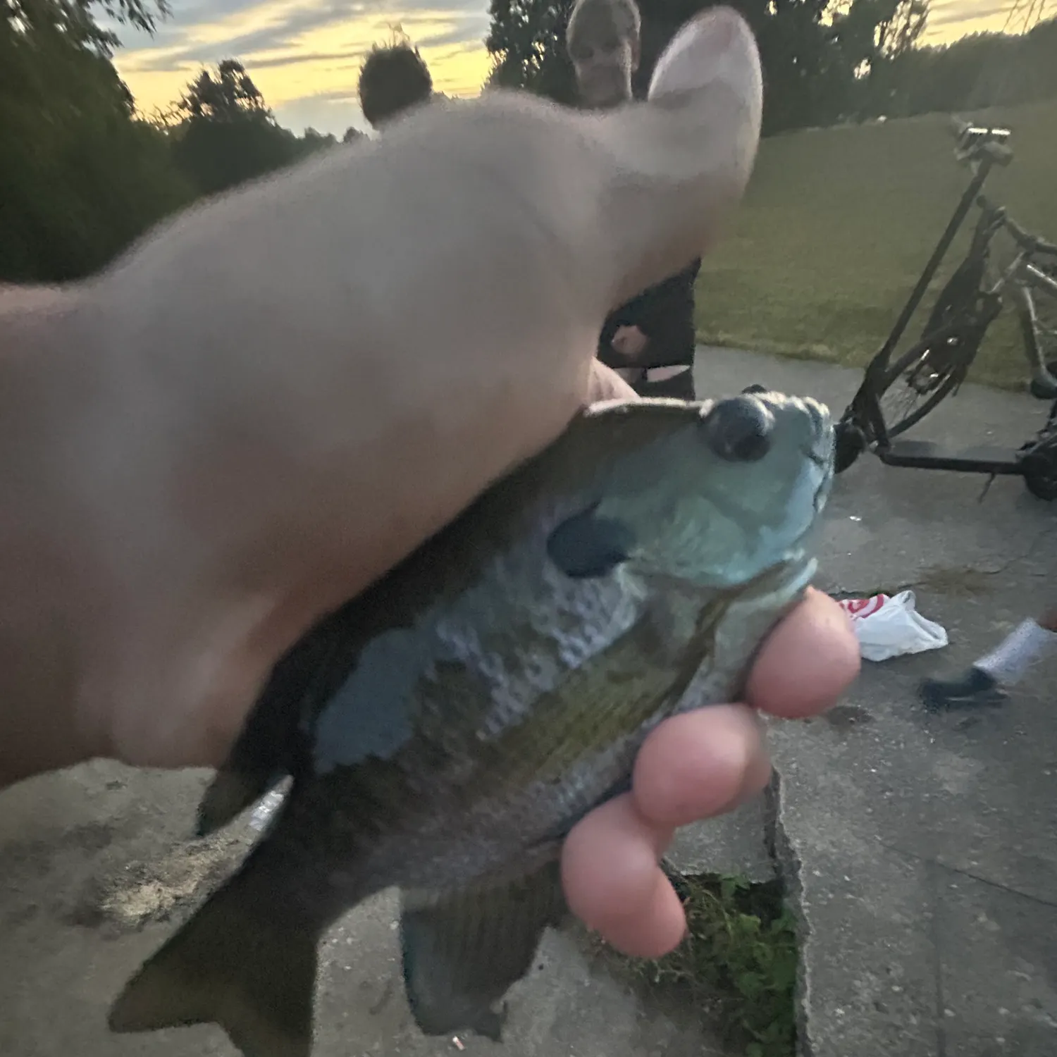 Bluegill caught on Fishbrain