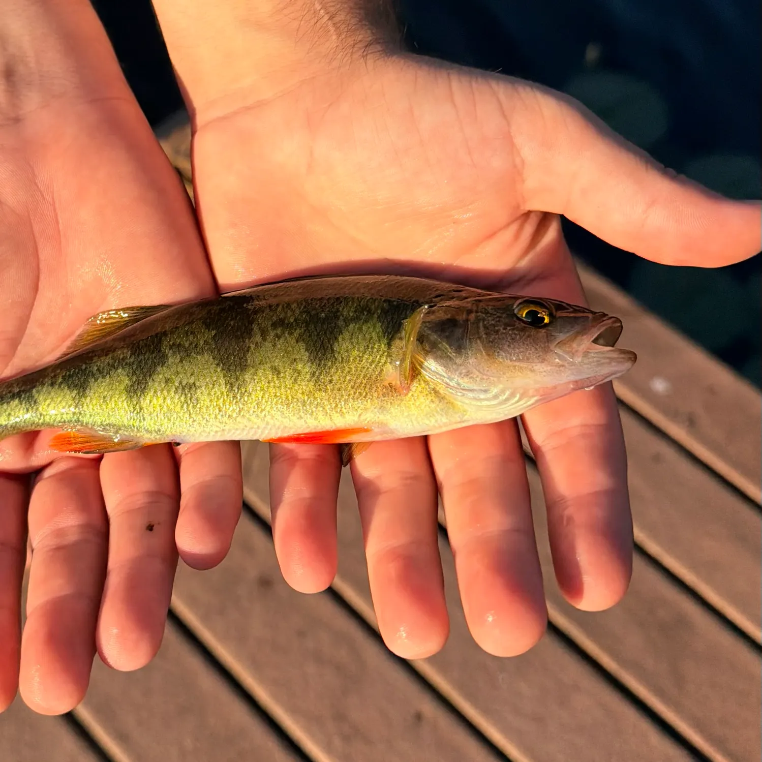 catch